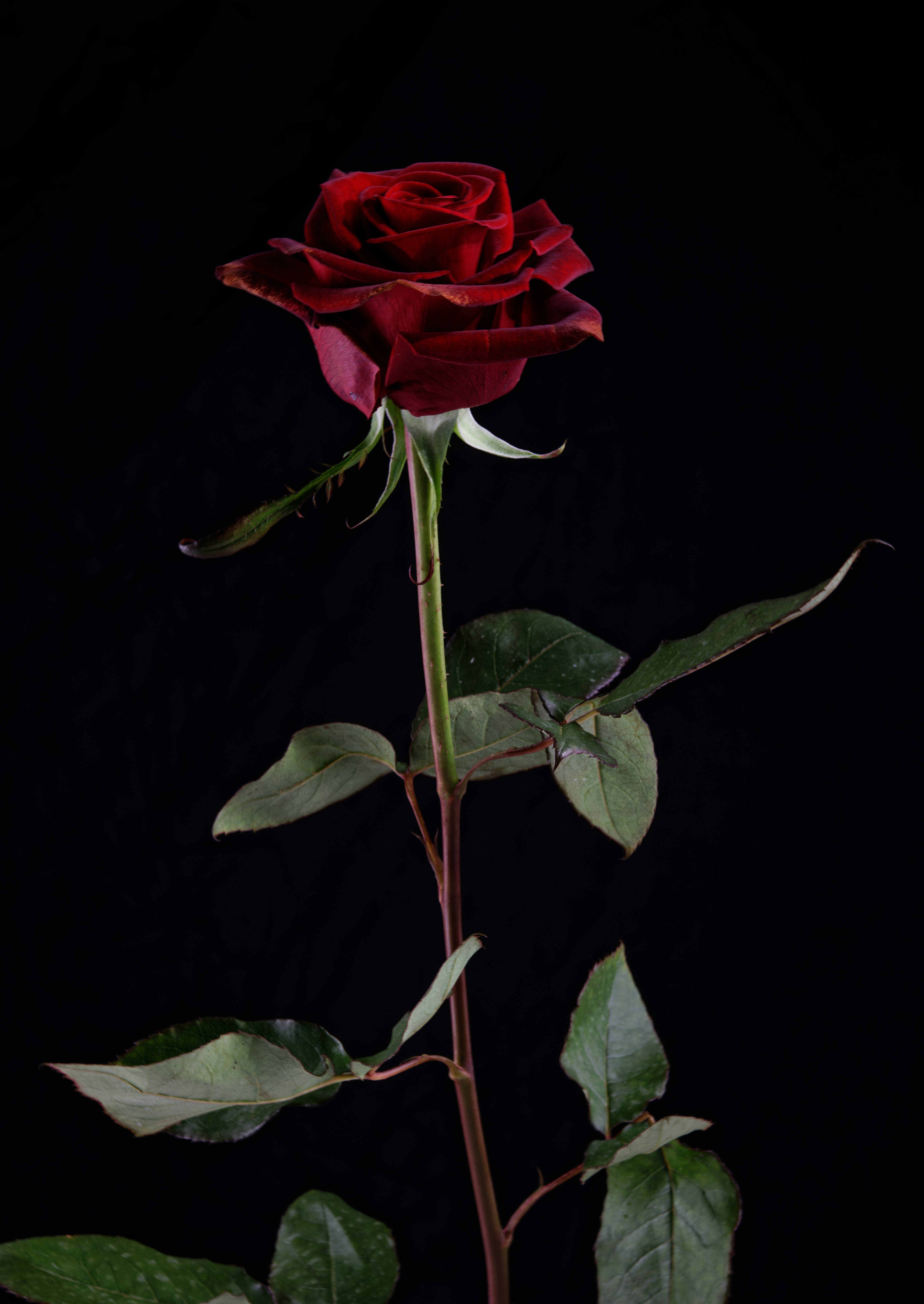 dark red rose, green leaves, thorns, 5K Phone Wallpaper
