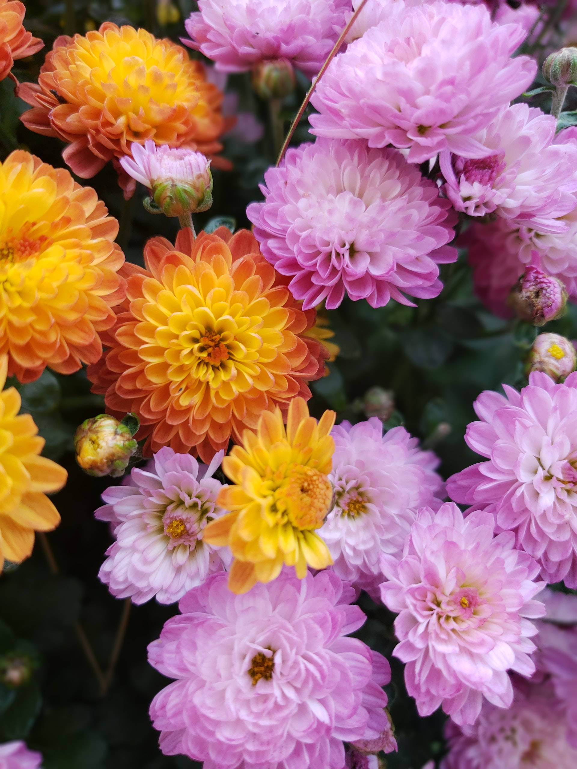 chrysanthemum flowers, pink, orange, 2K Phone Wallpaper