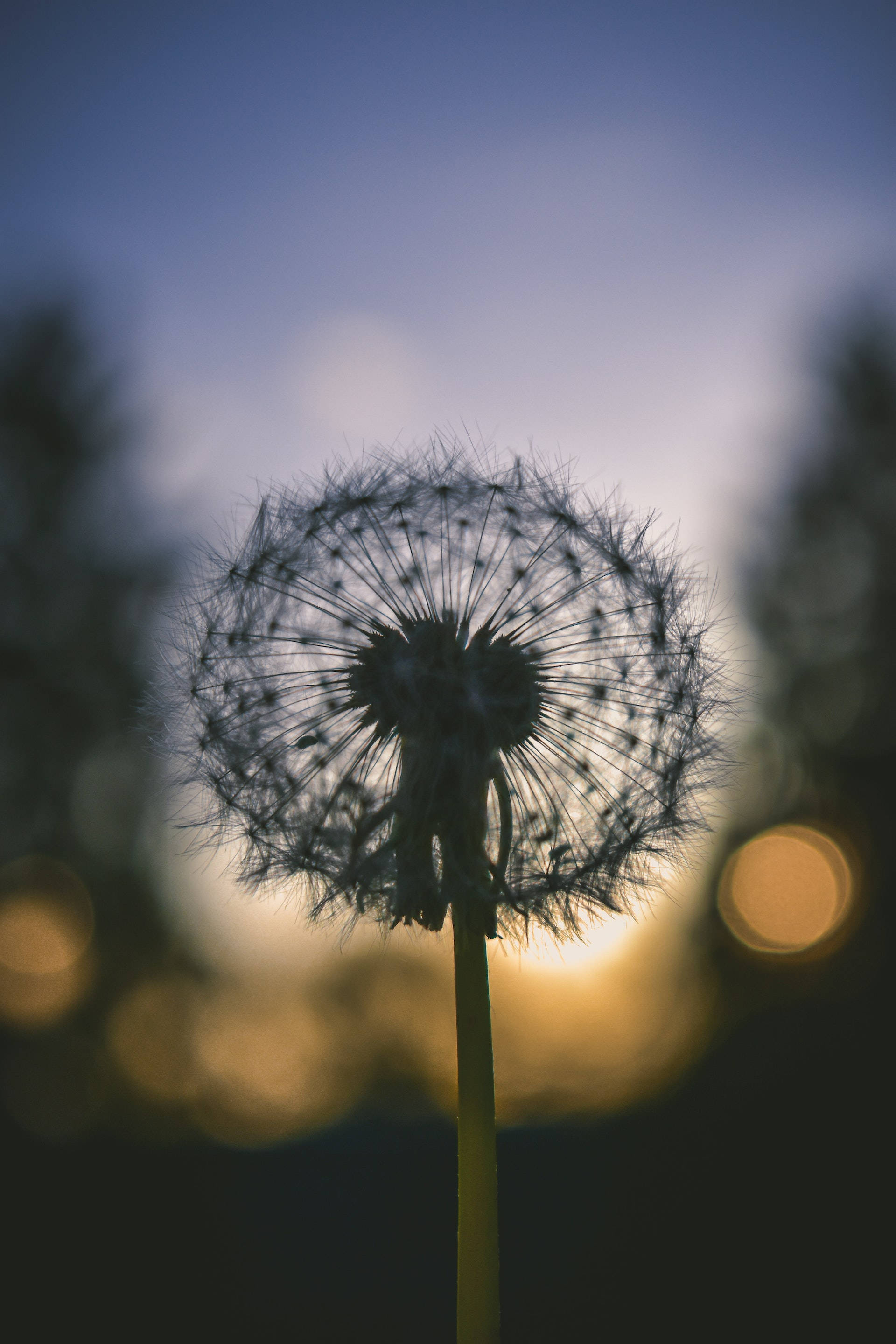 dandelion flower, silhouette, golden sunset sky, 2K Phone Wallpaper
