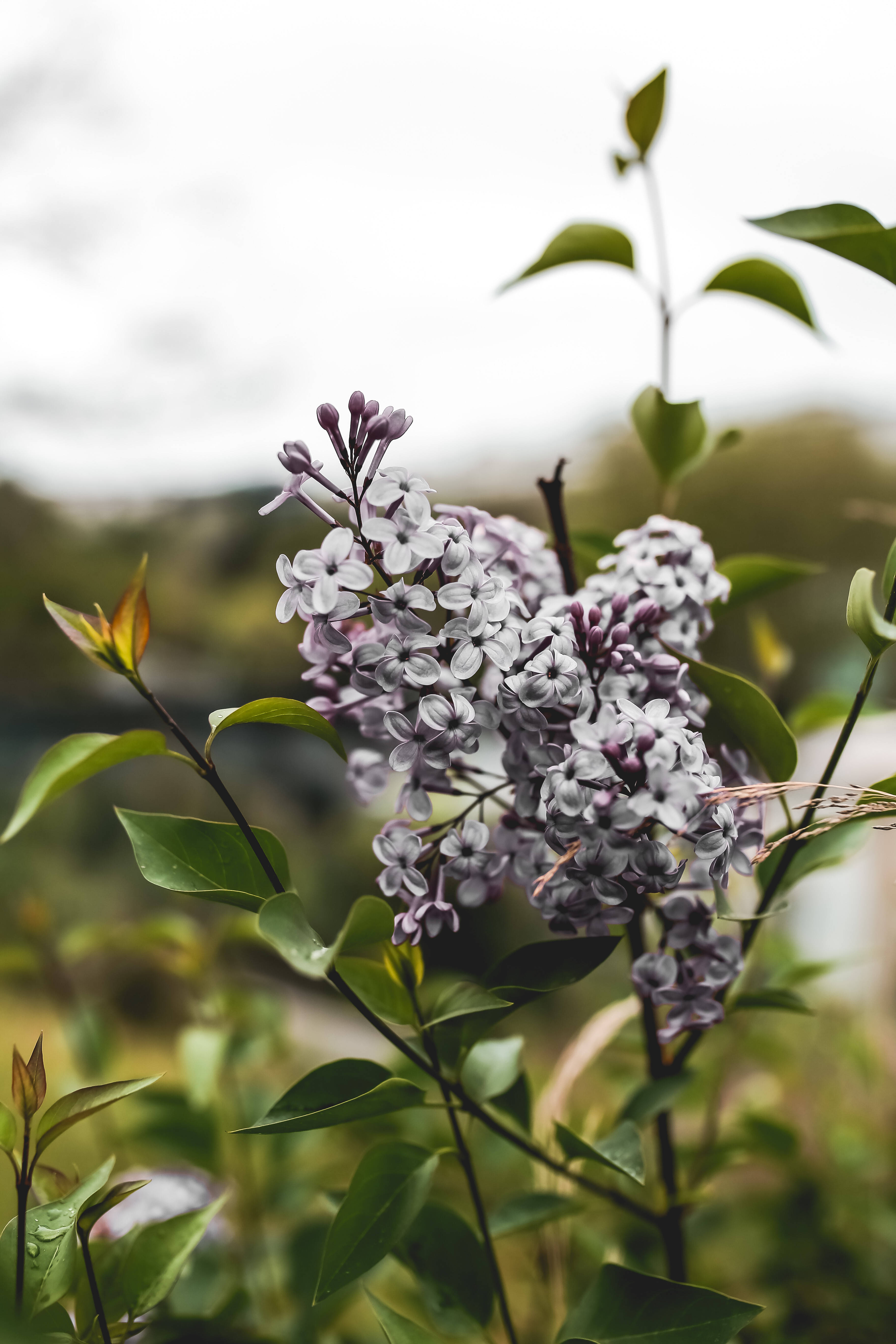 Common Lilac Flower Android, purple, white, 5K Phone Wallpaper
