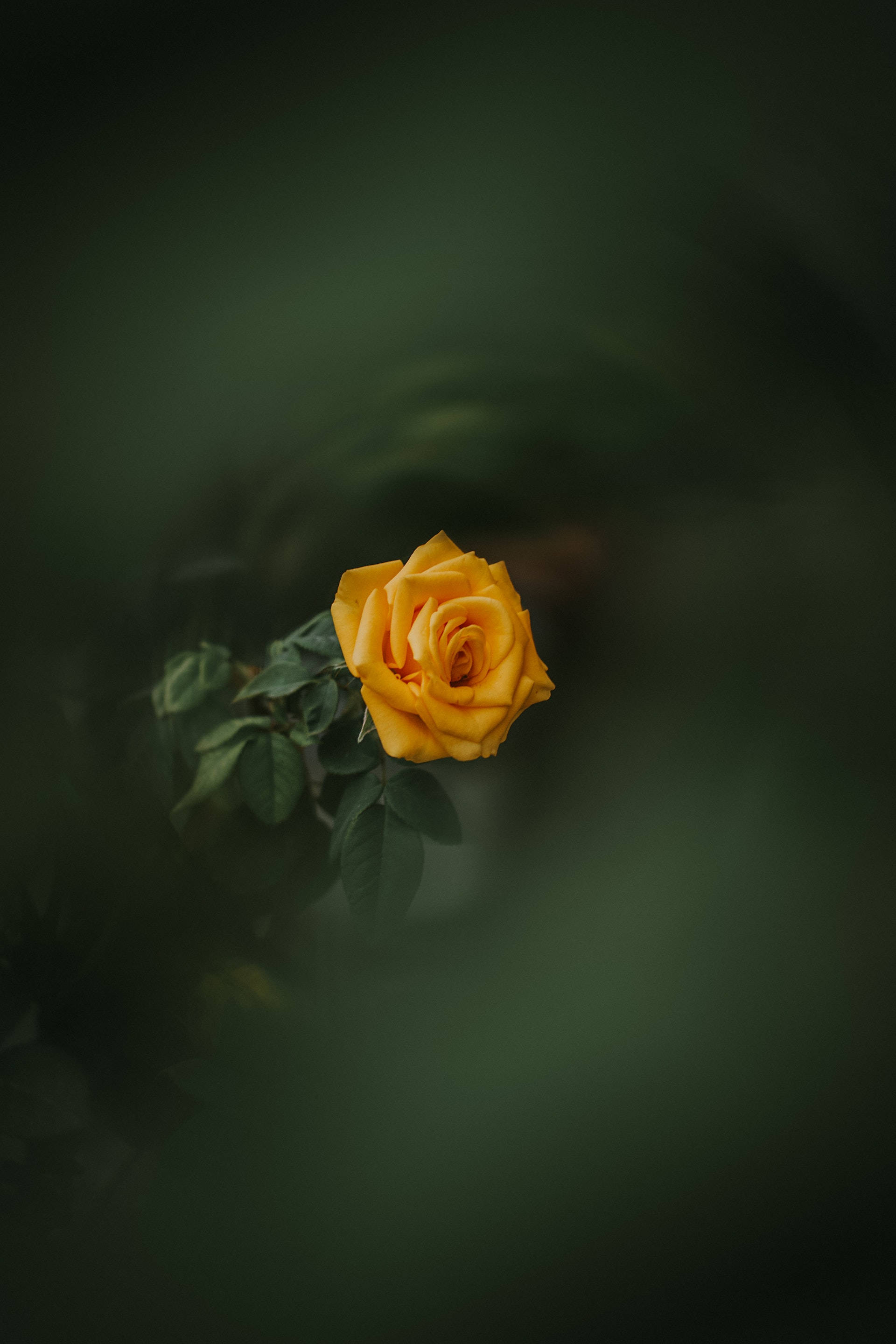 yellow rose, Flower Android, vibrant yellow, 2K Phone Wallpaper