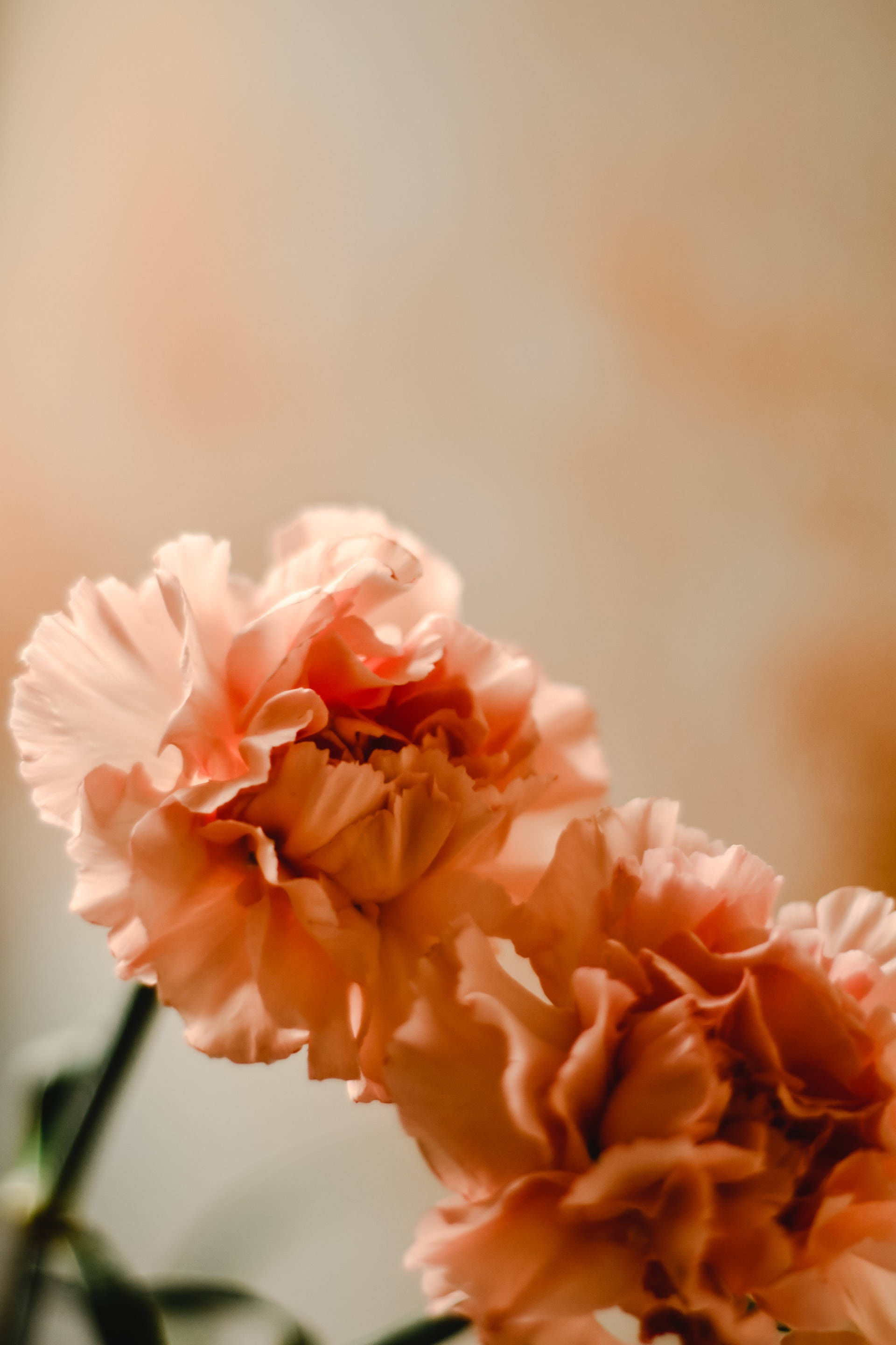 carnation flower android, peach, ruffled petals, 2K Phone Wallpaper