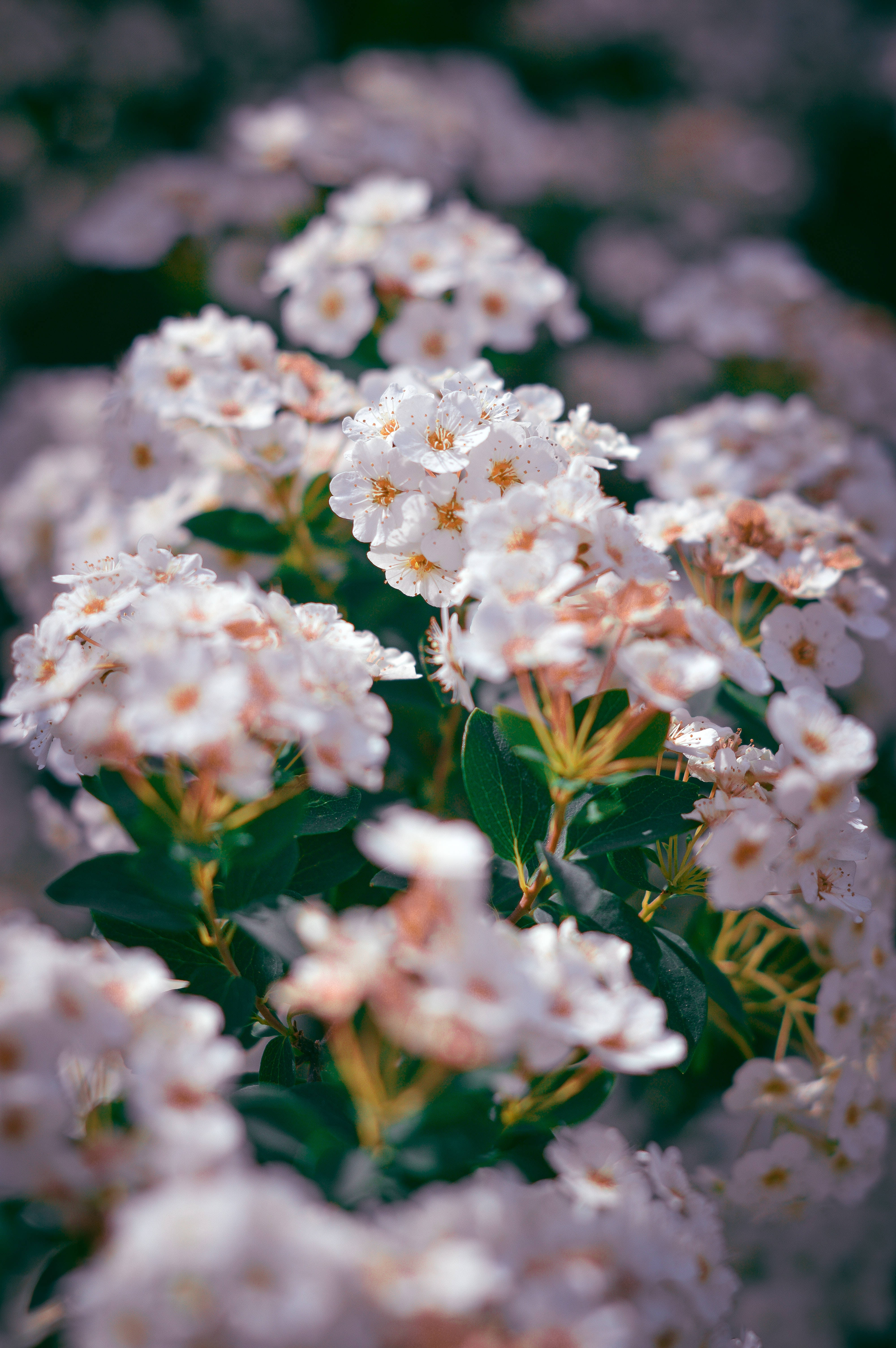 tiny flower android, soft white blossoms, delicate yellow centers, 5K Phone Wallpaper