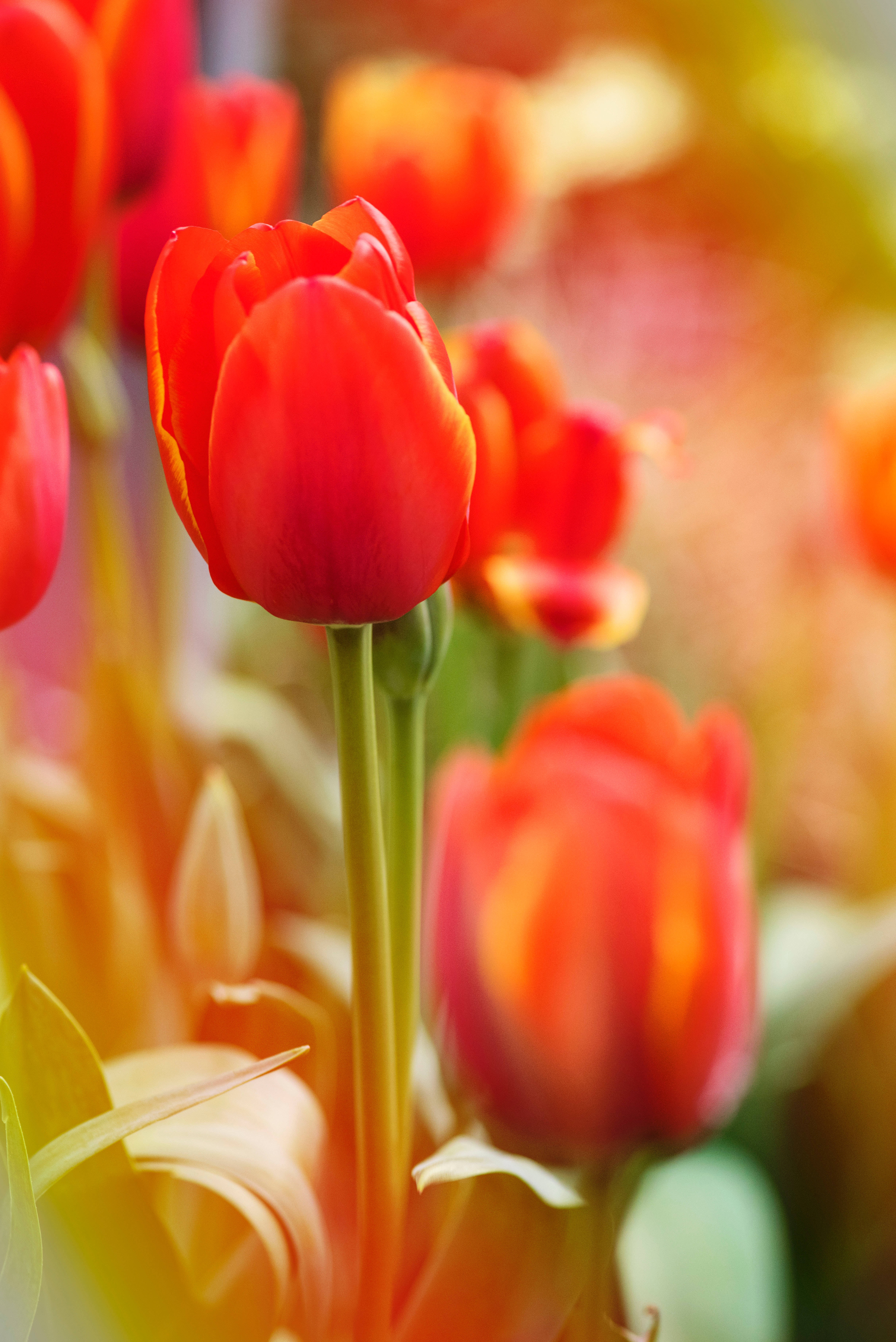 orange tulip flower android, vibrant red tulips, golden sunlight, 5K Phone Wallpaper