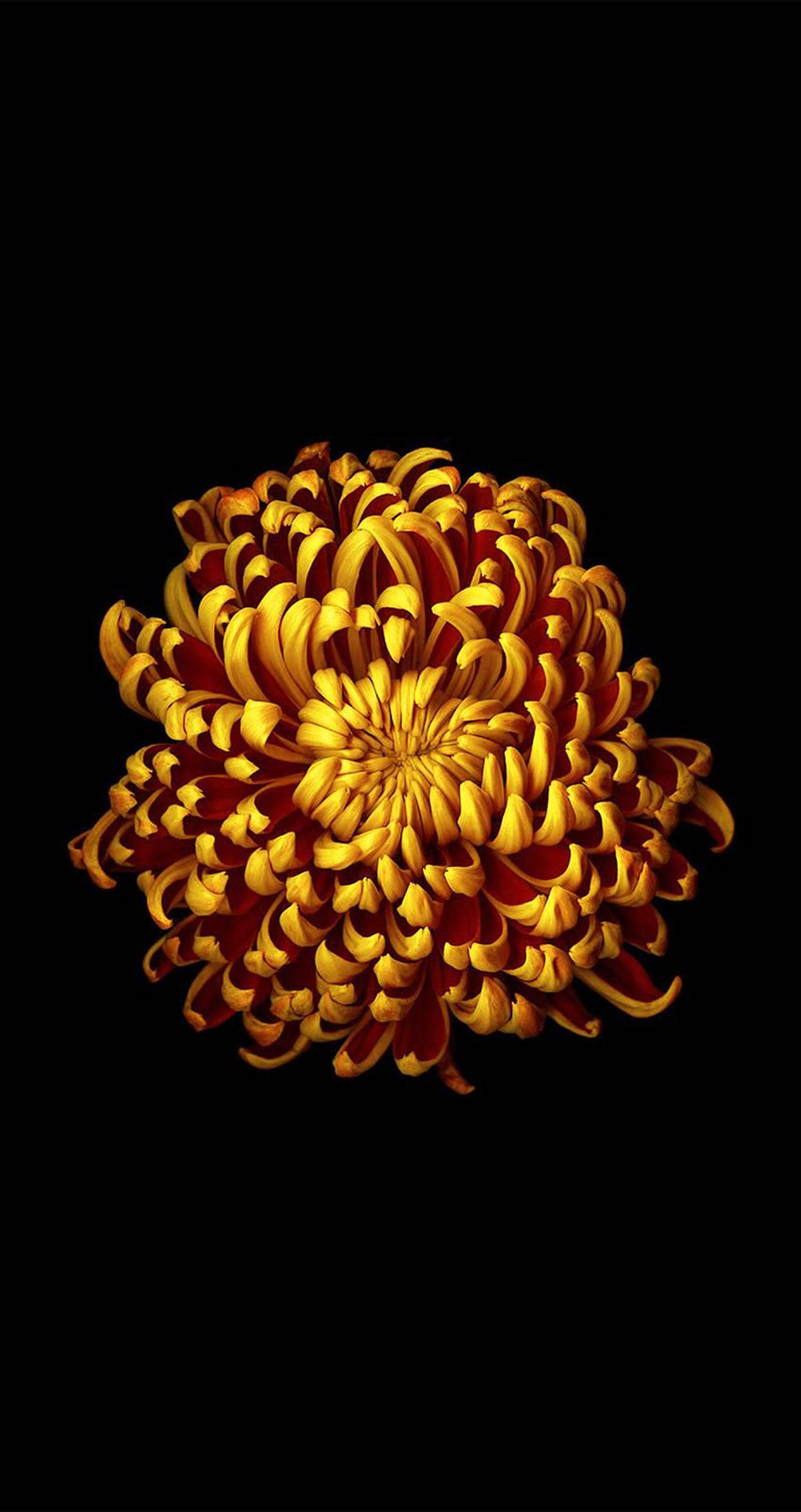 yellow chrysanthemum, golden chrysanthemum, deep red undertones, Full HD Phone Wallpaper
