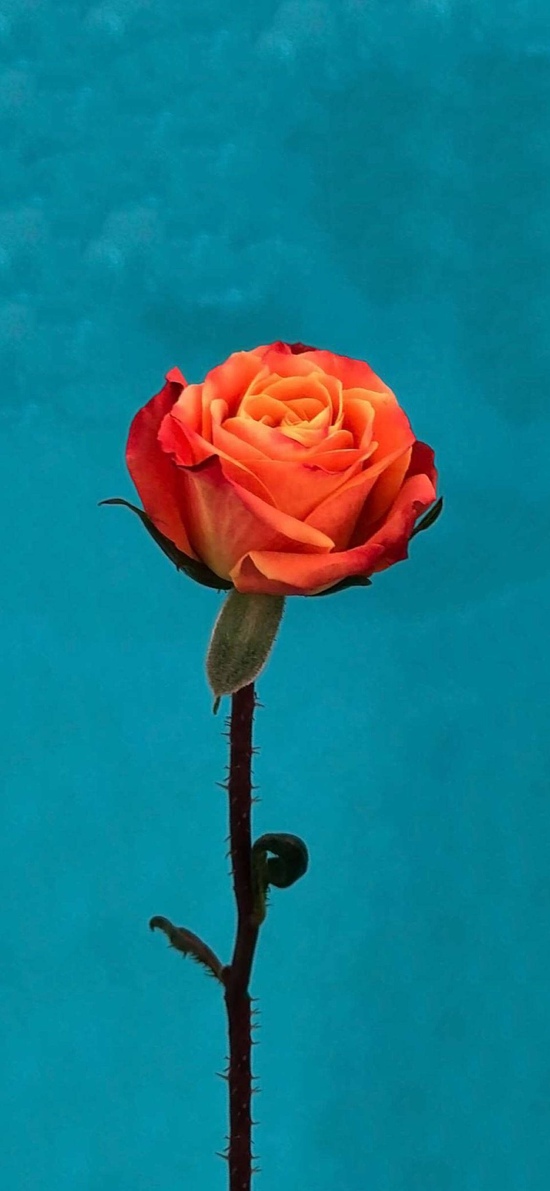 Orange Rose Flower Apple, vibrant orange rose, gradient center, Full HD Phone Wallpaper