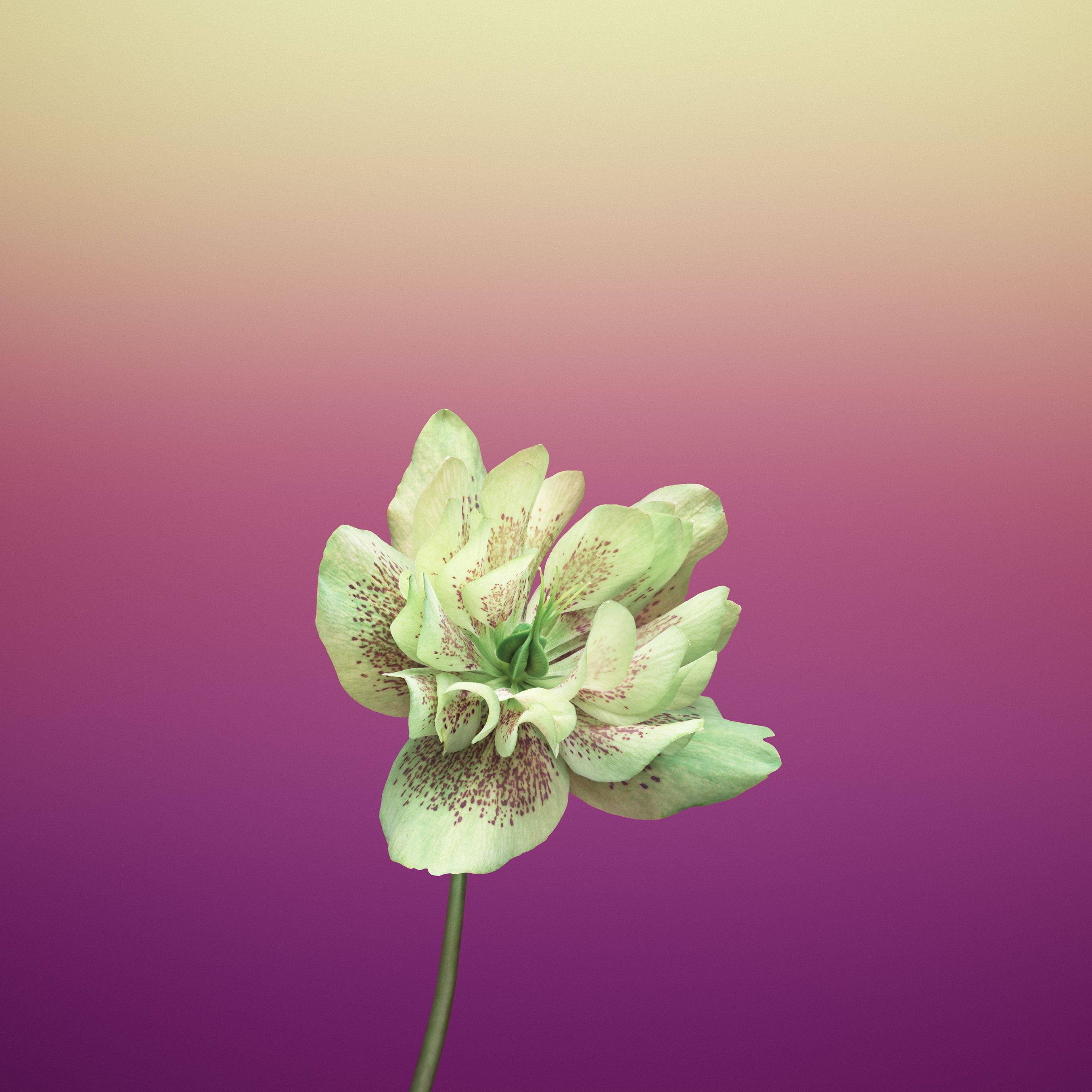 Lenten Rose, pale green flower, speckled petals, 2K Desktop Wallpaper