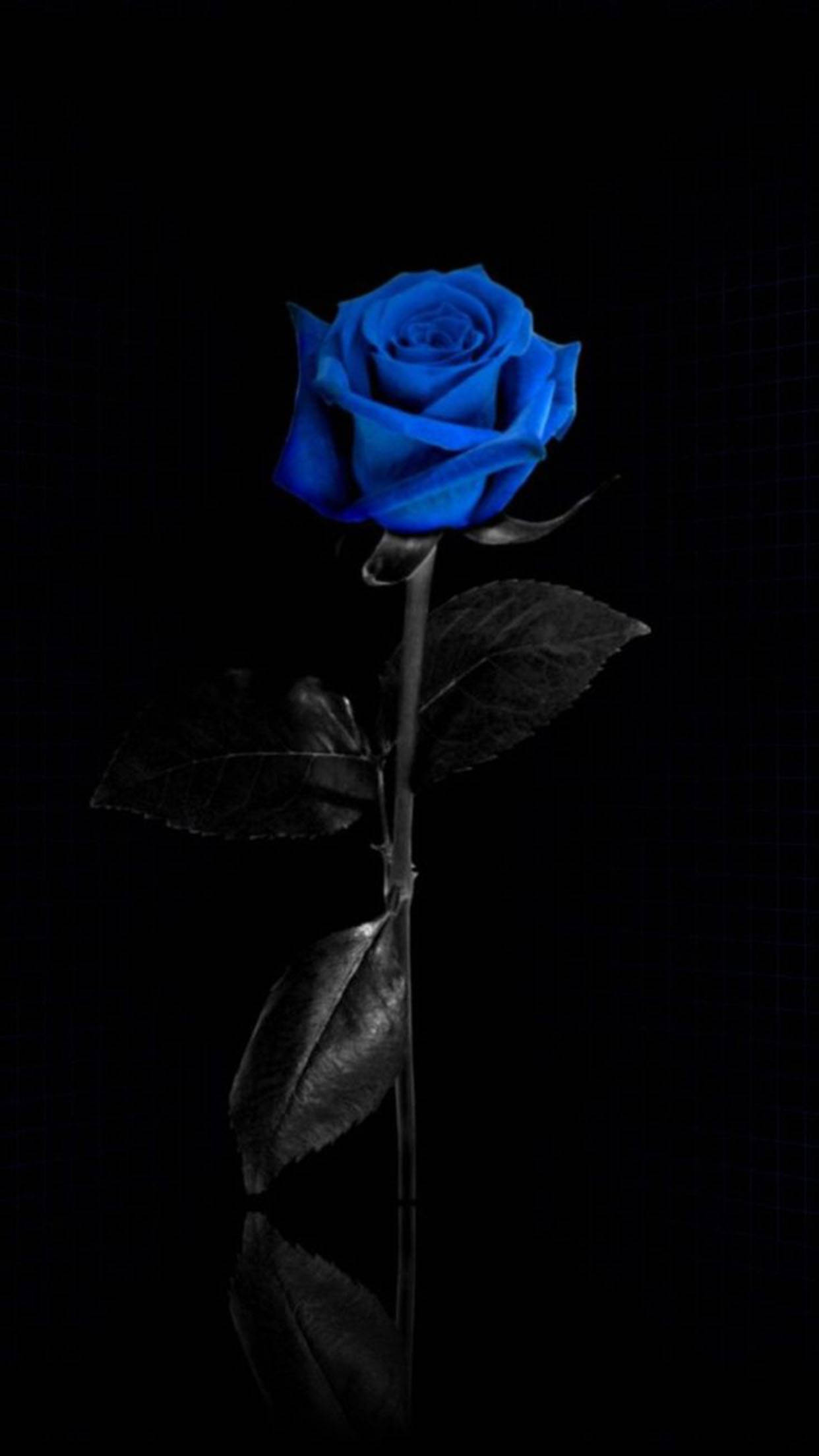 Blue Rose Flower Apple, vivid blue rose, stark black background, Full HD Phone Wallpaper