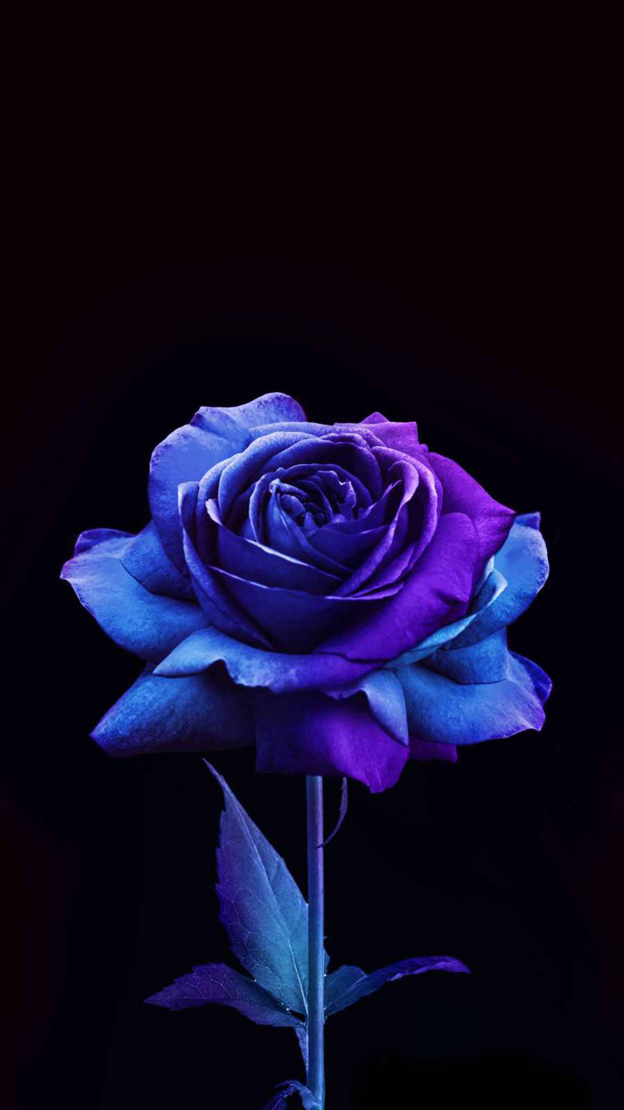 blue and purple rose, deep black background, dramatic lighting, Full HD Phone Wallpaper