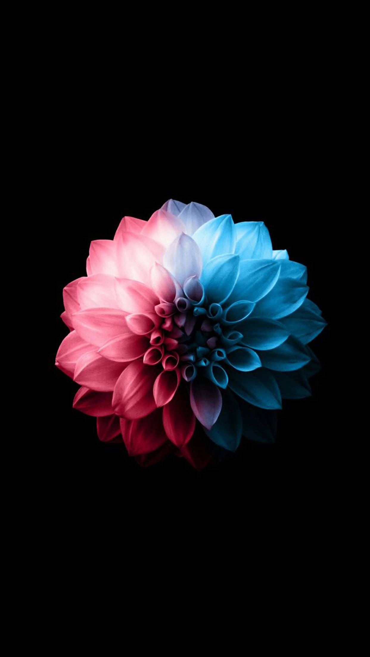 red and blue dahlia flower apple, dahlia flower, pink petals, Full HD Phone Wallpaper