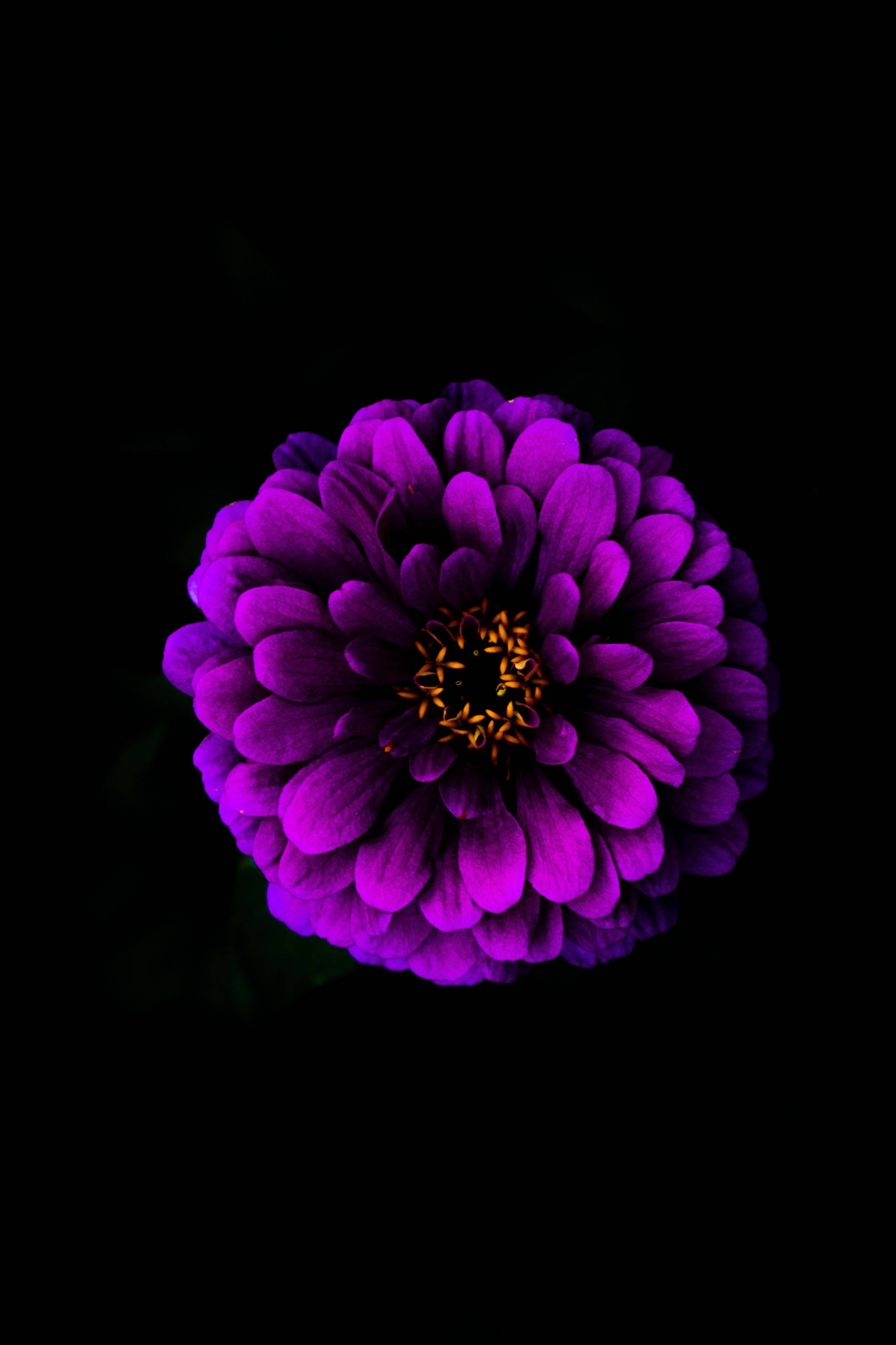 purple zinnia flower, golden center, pure black background, 4K Phone Wallpaper