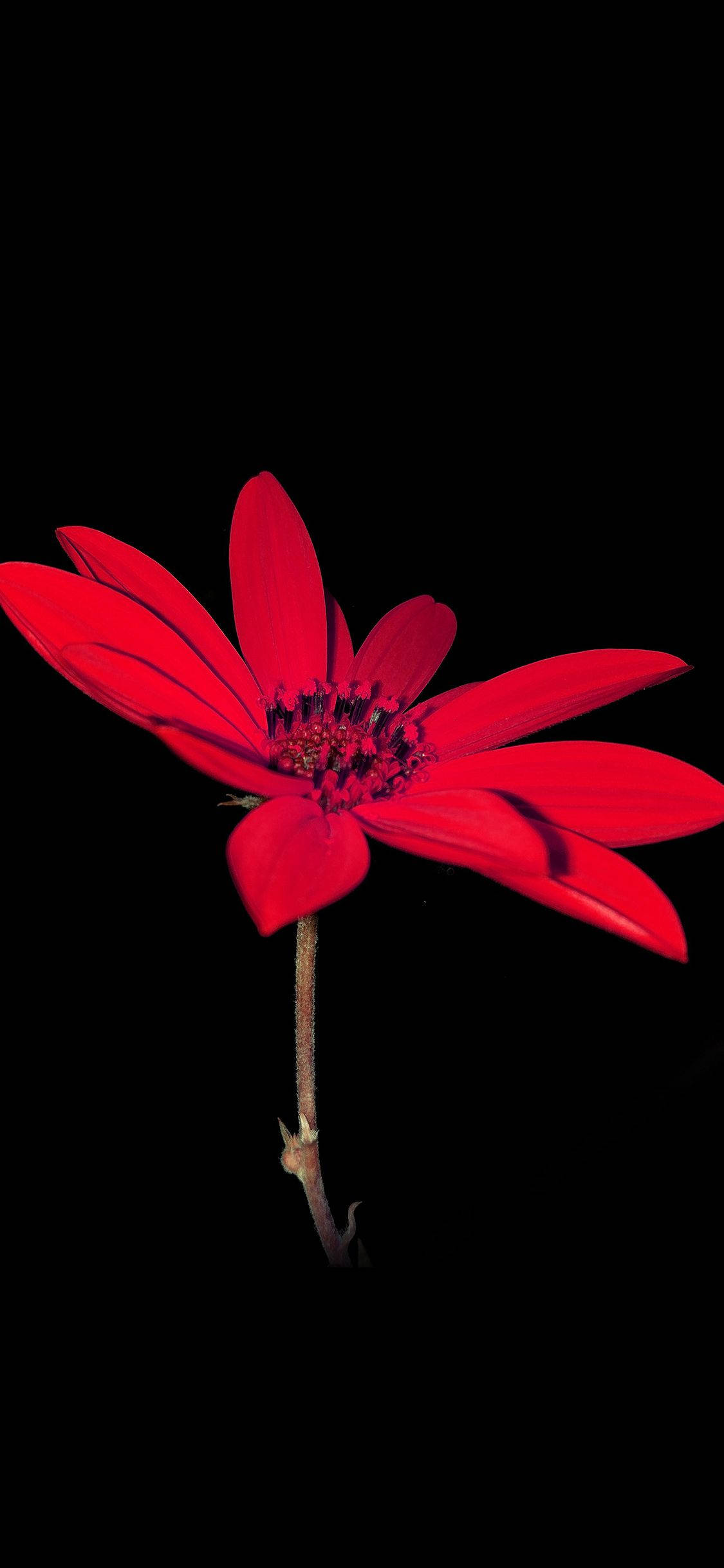 bright red dahlia flower apple, vivid red flower, dark center, Full HD Phone Wallpaper