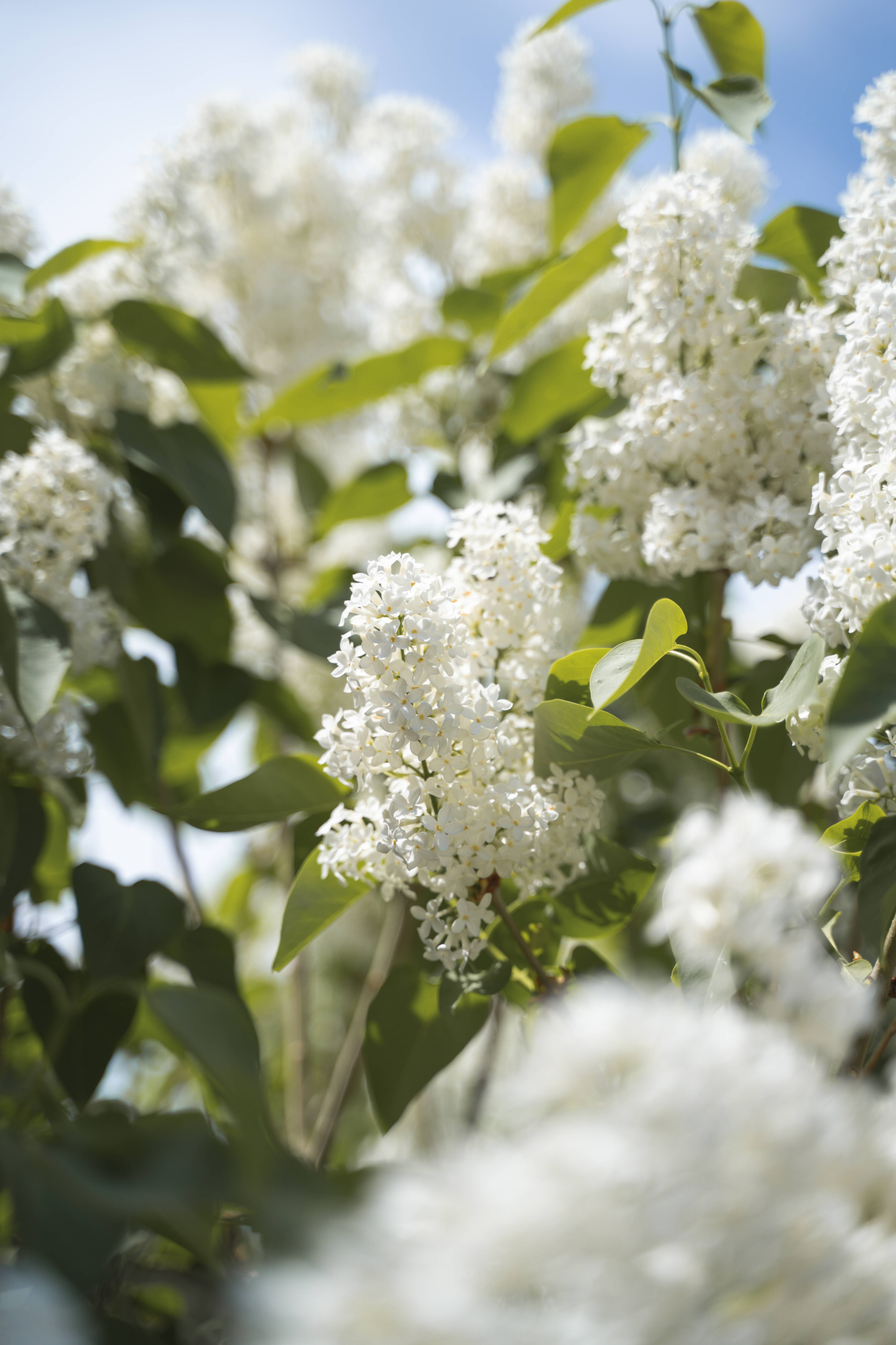 Floral iPhone, white lilac blossoms, green leaves, 5K Phone Wallpaper
