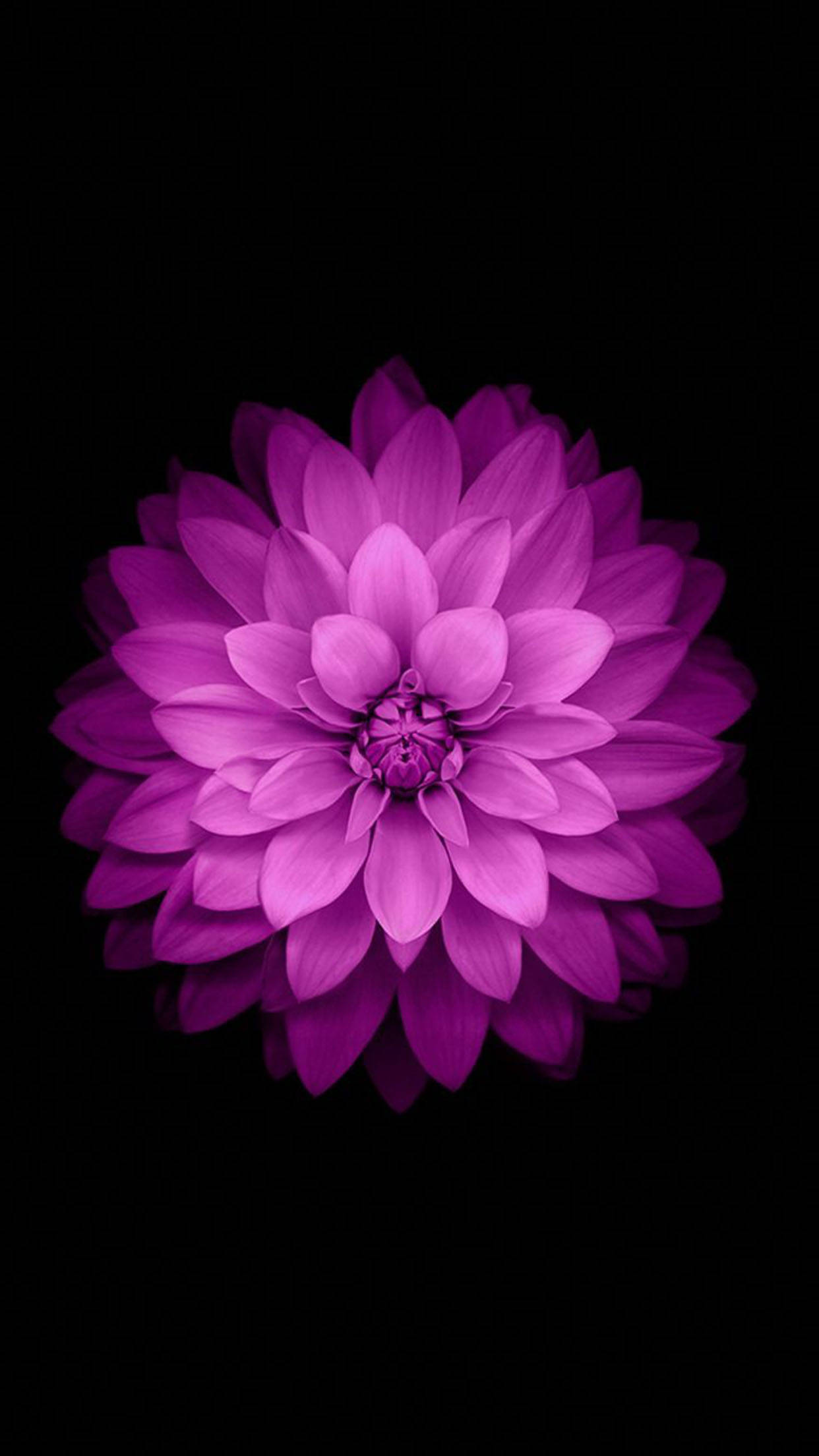 purple star dahlia, vibrant purple, stark black background, Full HD Phone Wallpaper