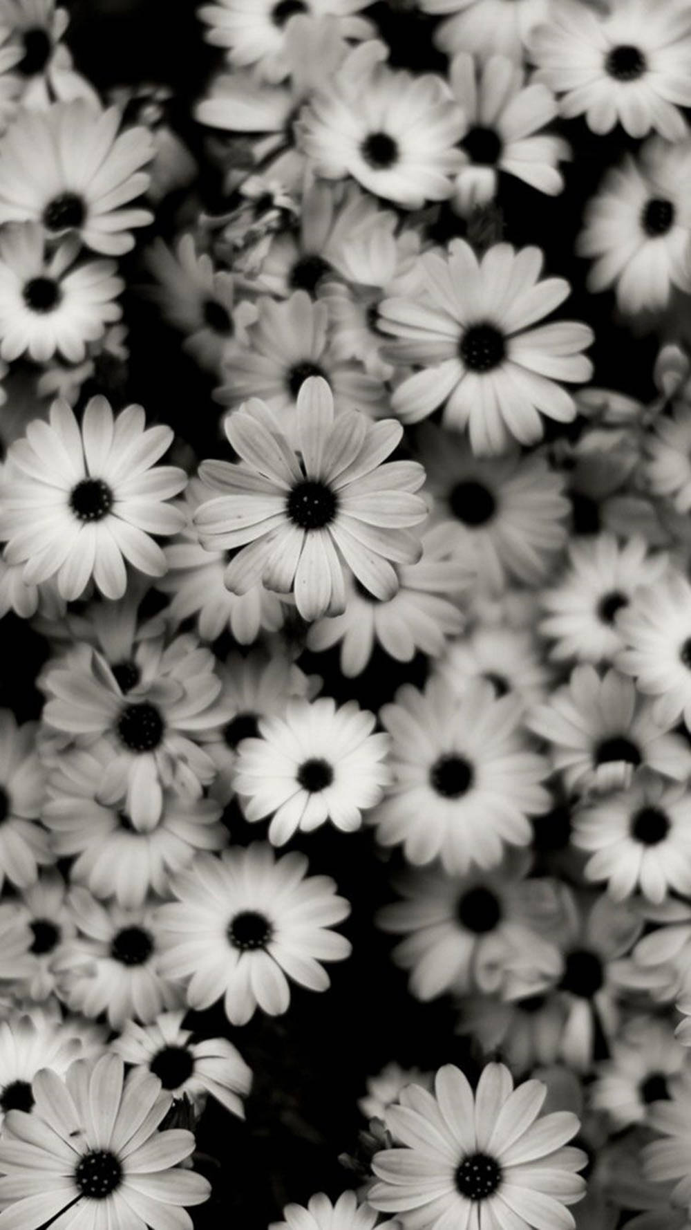 black white iphone daisies, monochrome, daisies, HD Phone Wallpaper
