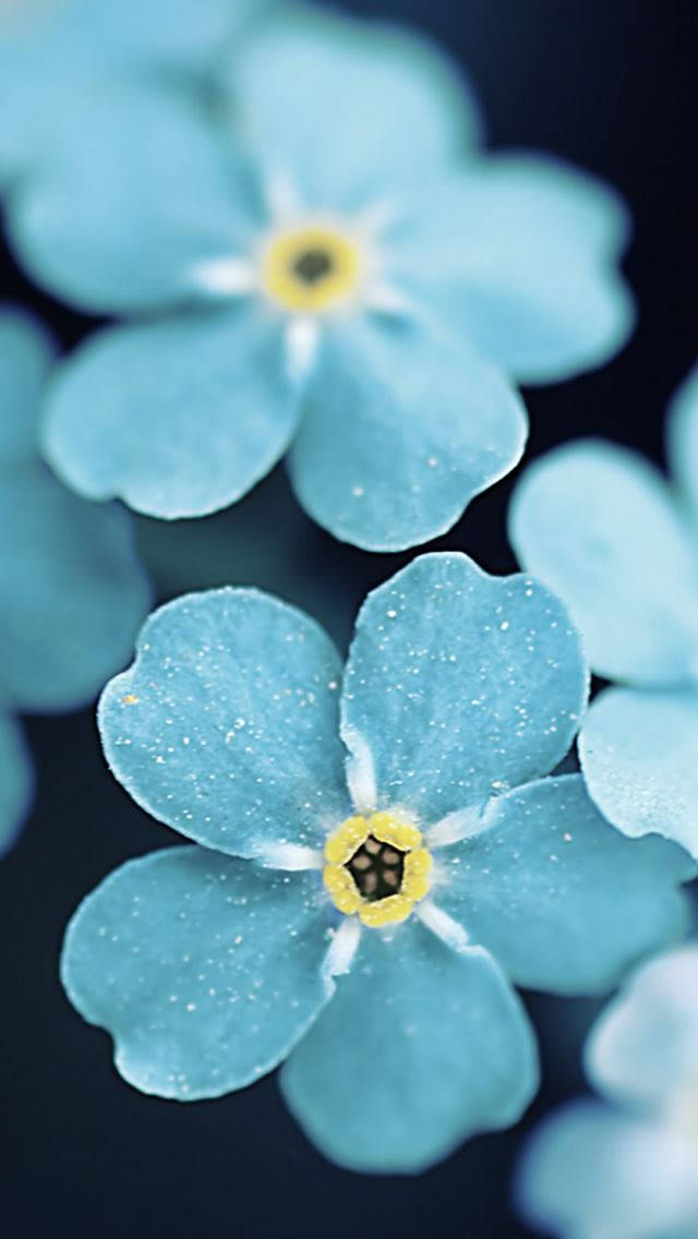 blue petaled flower, iPhone, forget-me-nots, SD Phone Wallpaper