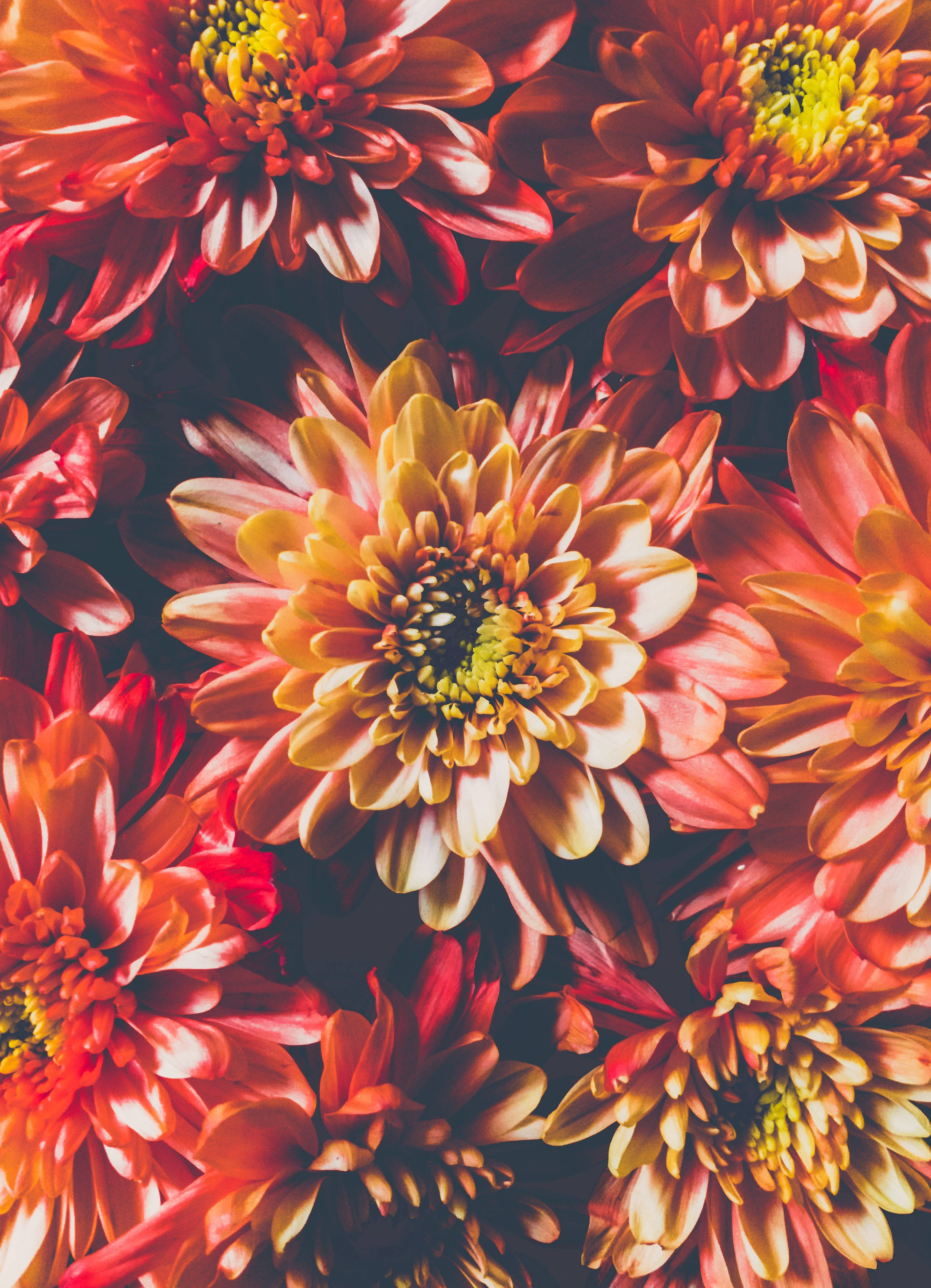 iPhone, flower, chrysanthemums, 4K Phone Wallpaper