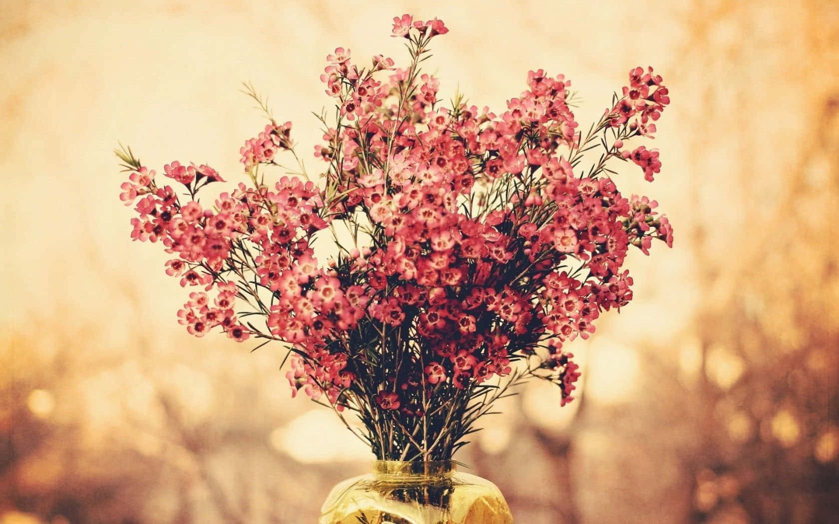 pink flowers, glass vase, warm golden bokeh background, HD Desktop Wallpaper