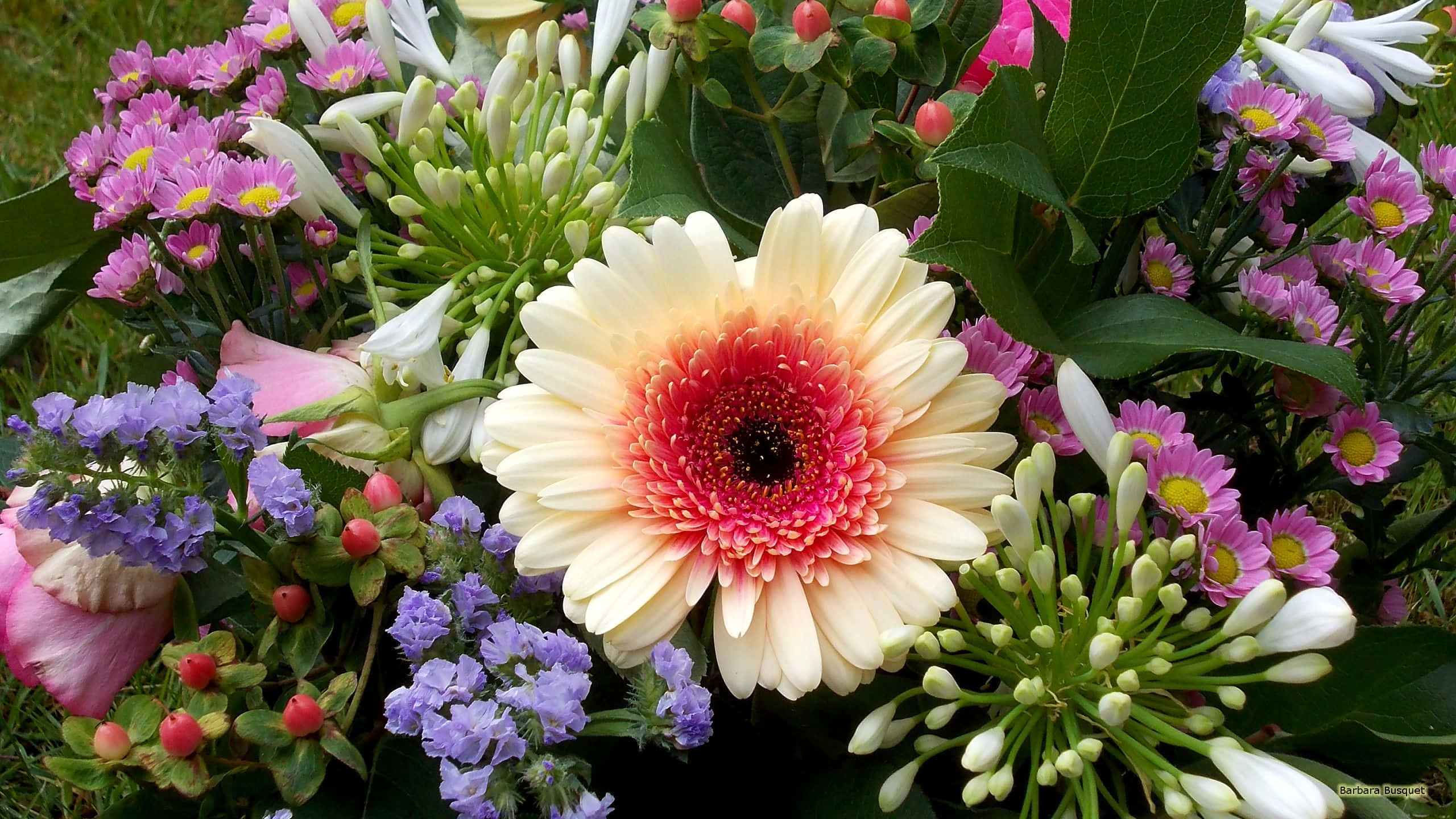 gerbera daisies, pink daisies, purple flowers, 2K Desktop Wallpaper