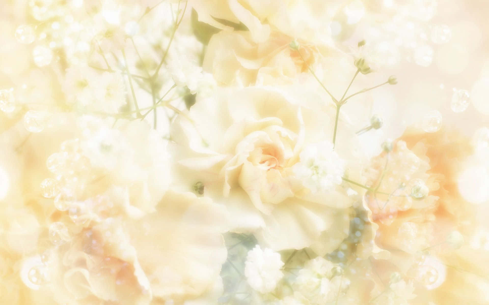 wedding flowers, 1920 x 1200 wallpaper, soft cream roses, Full HD Desktop Wallpaper