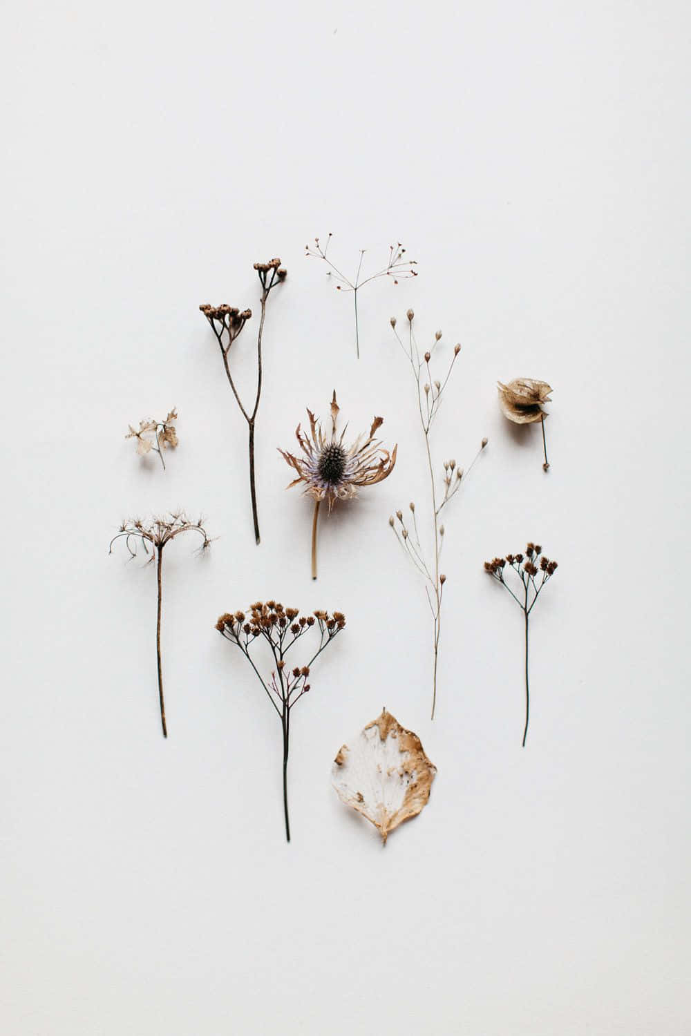 dried flowers, stems, seed heads, HD Phone Wallpaper