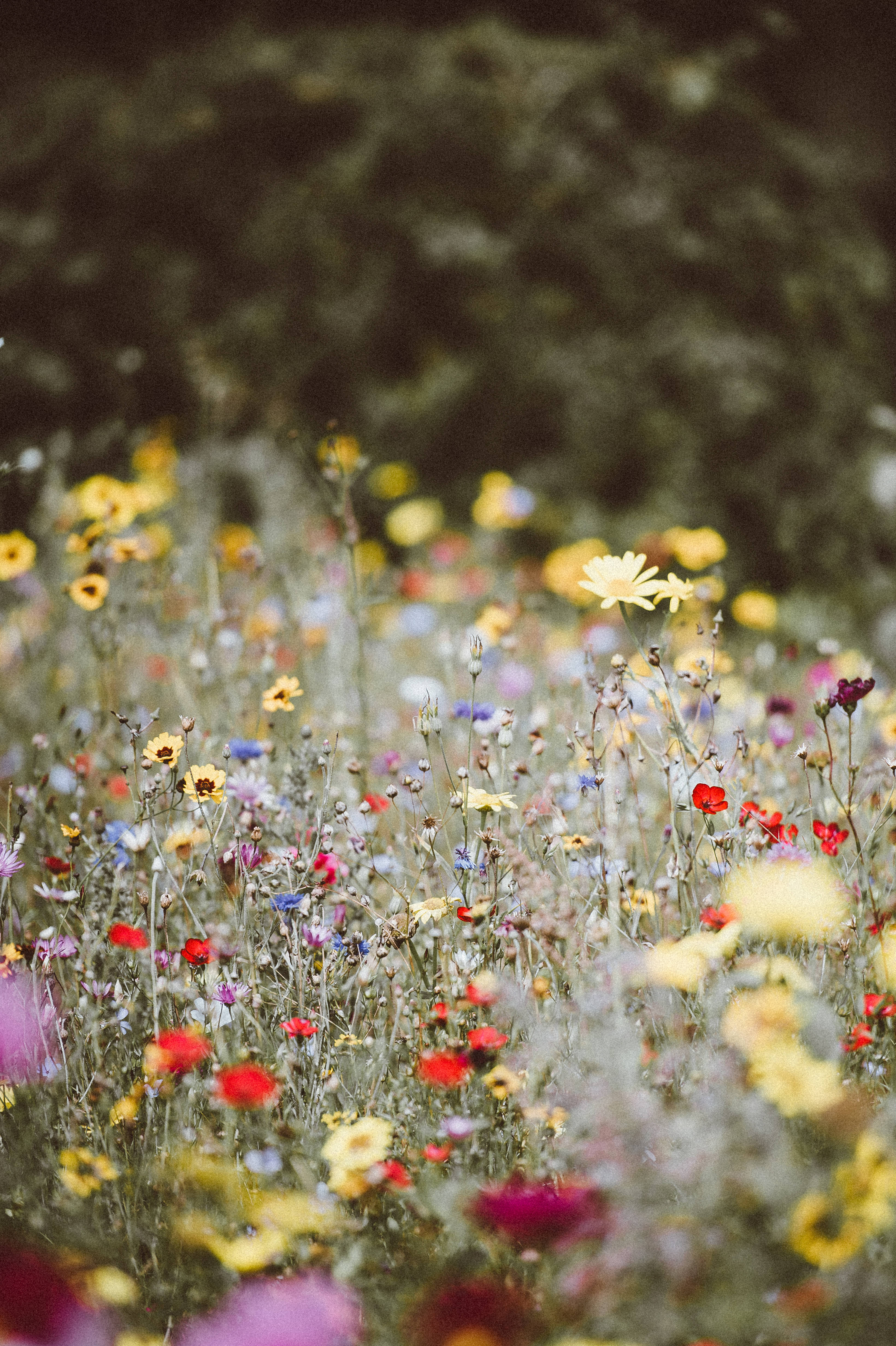 flower garden, wildflowers, yellows, 4K Phone Wallpaper