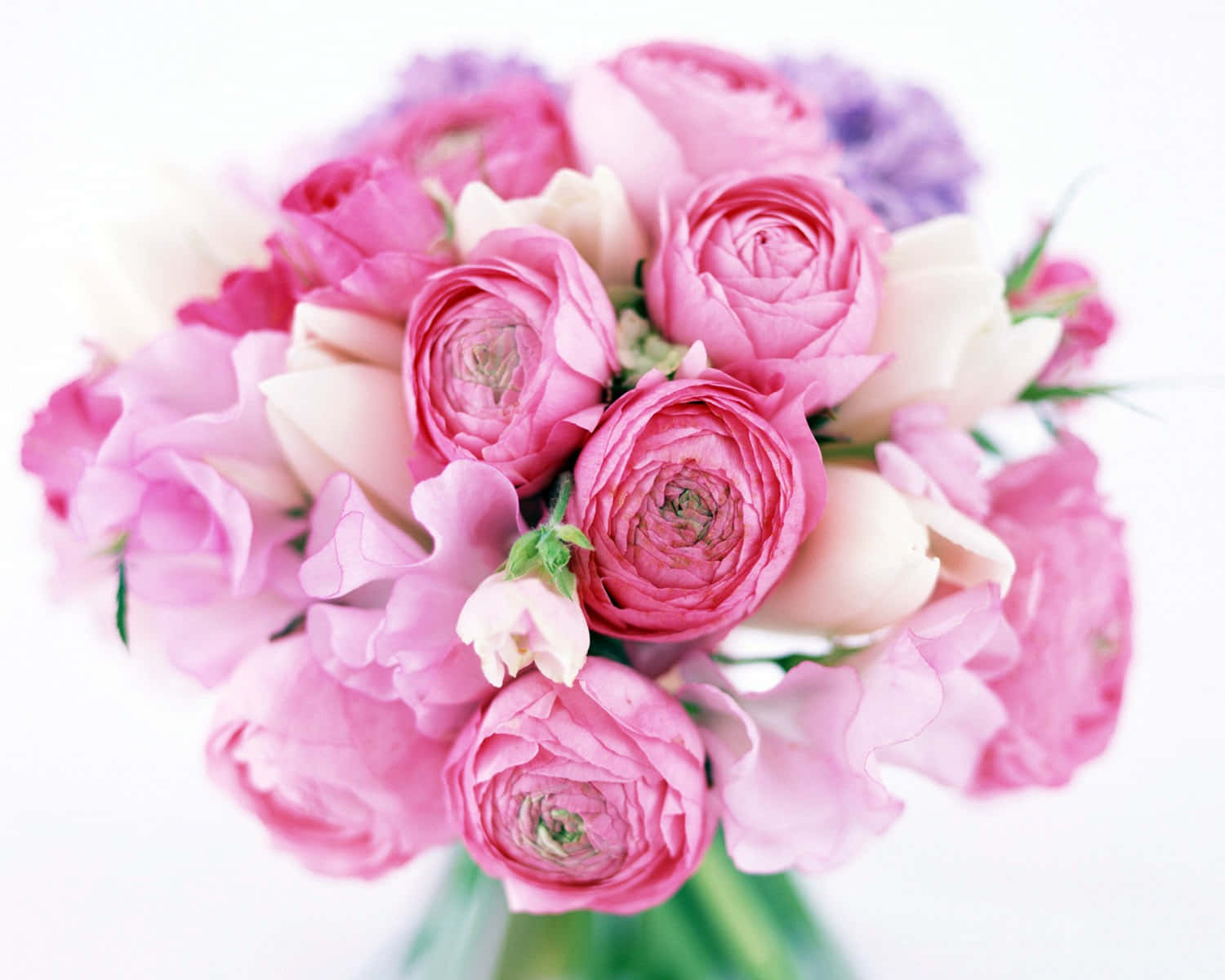 pink ranunculus, tulips, lavender accents, HD Desktop Wallpaper