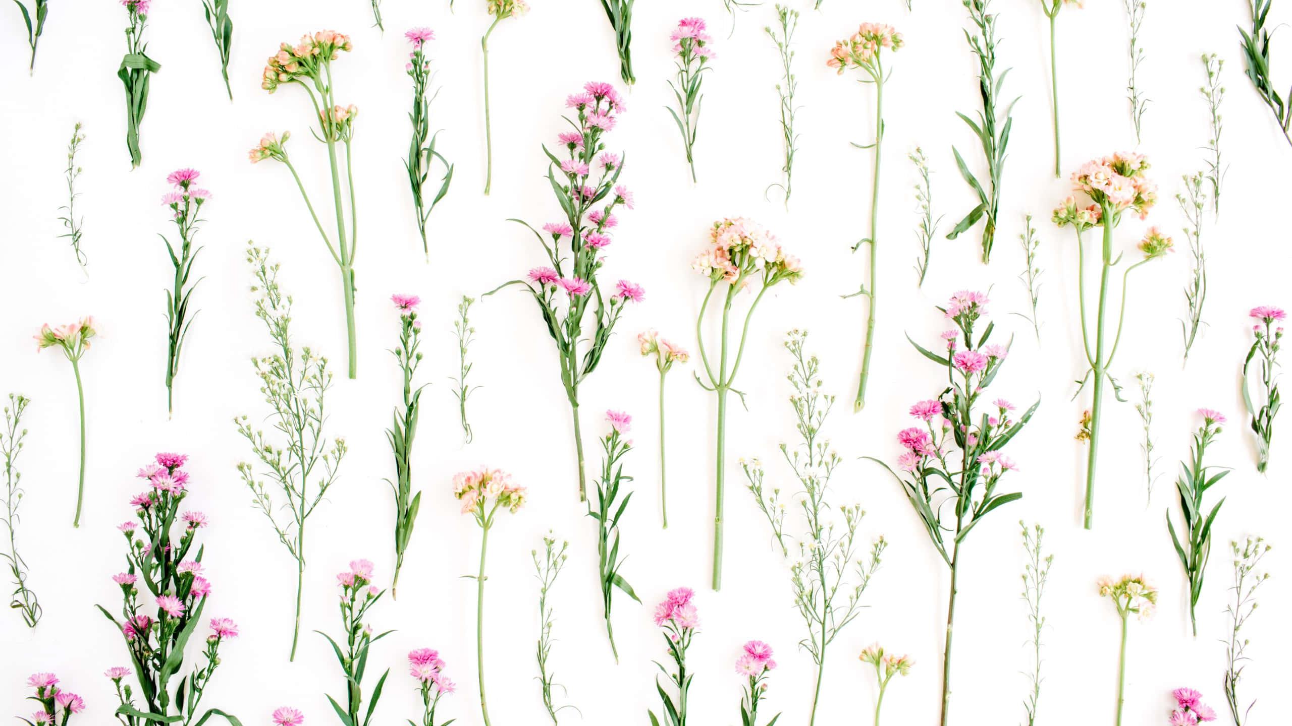 modern floral pattern design, pink, green, 2K Desktop Wallpaper