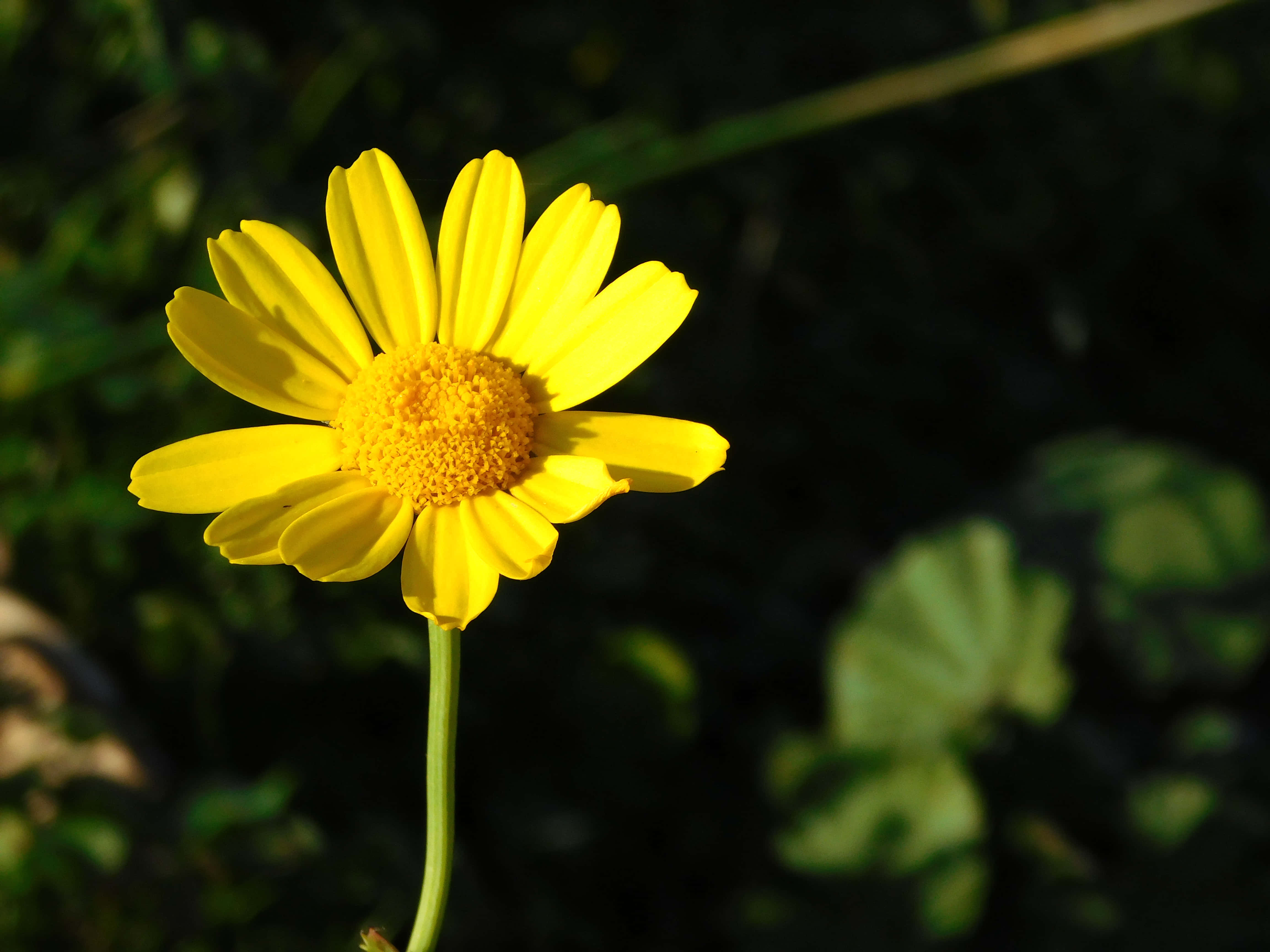 bright yellow daisy, textured center, soft sunlight, 4K Desktop Wallpaper
