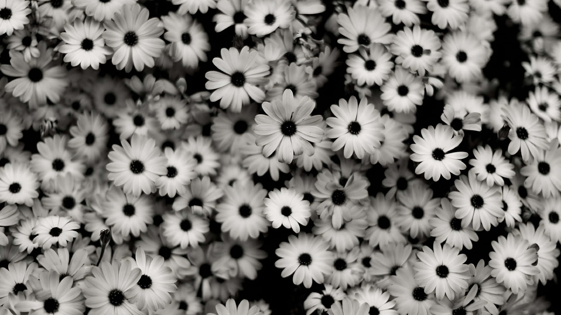 black and white daisy pattern, daisies, black centers, Full HD Desktop Wallpaper