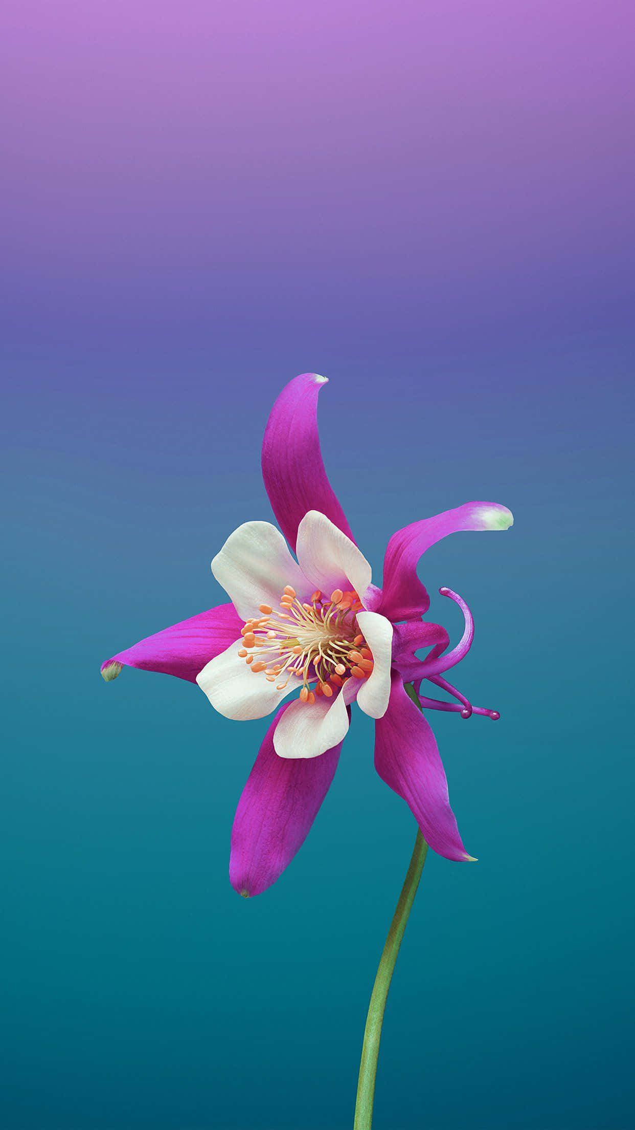flower art, columbine flower, vibrant purple, Full HD Phone Wallpaper