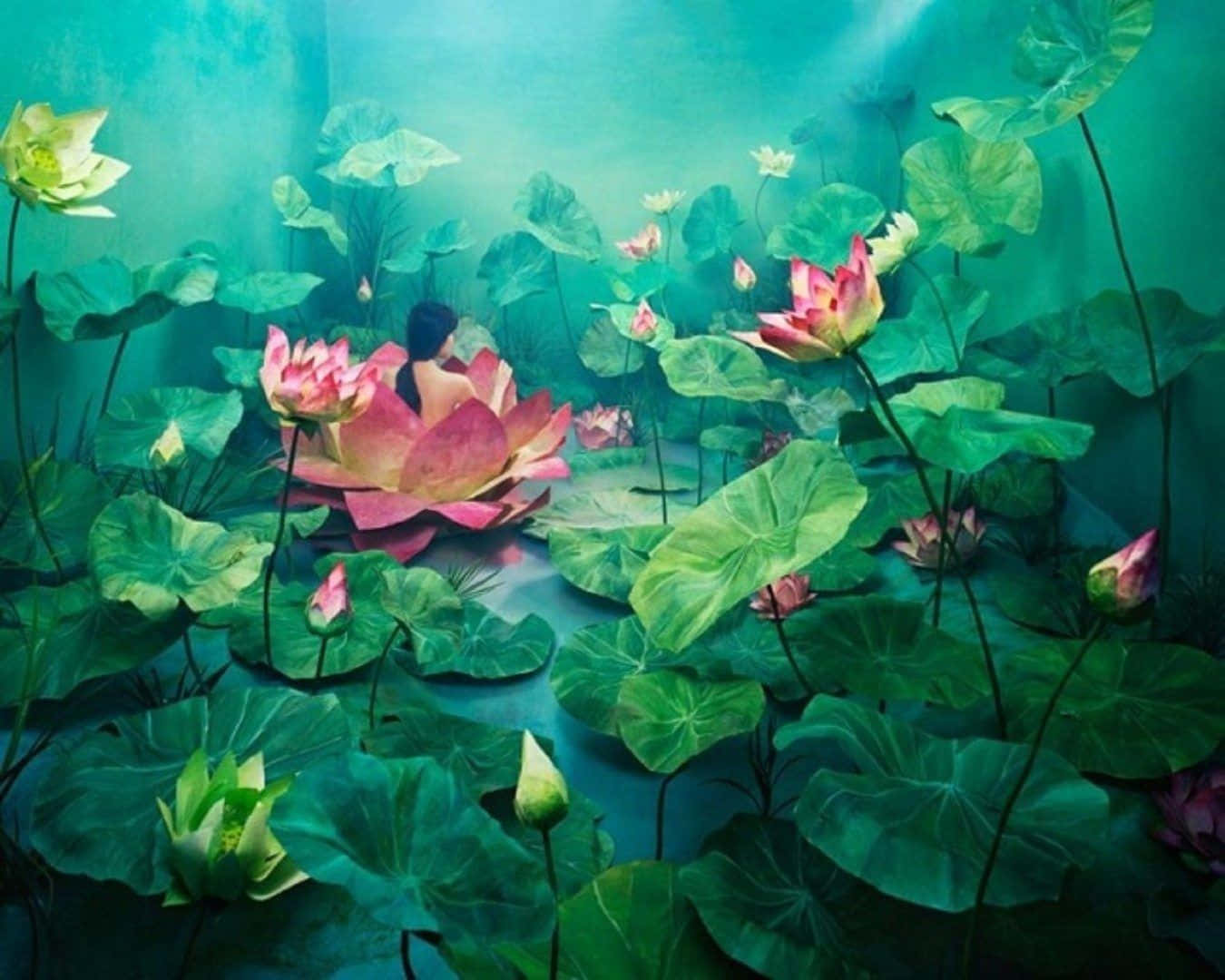 flower art, pink lotus, turquoise pond, HD Desktop Wallpaper