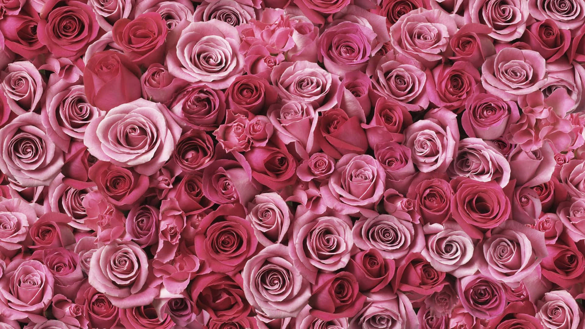 pink roses, soft blush, deep magenta, Full HD Desktop Wallpaper