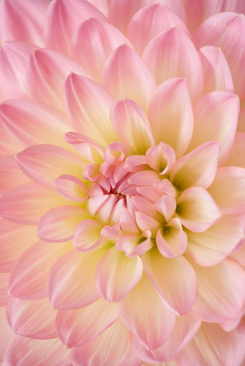 flower art, soft pink dahlia, delicate layered petals, HD Phone Wallpaper