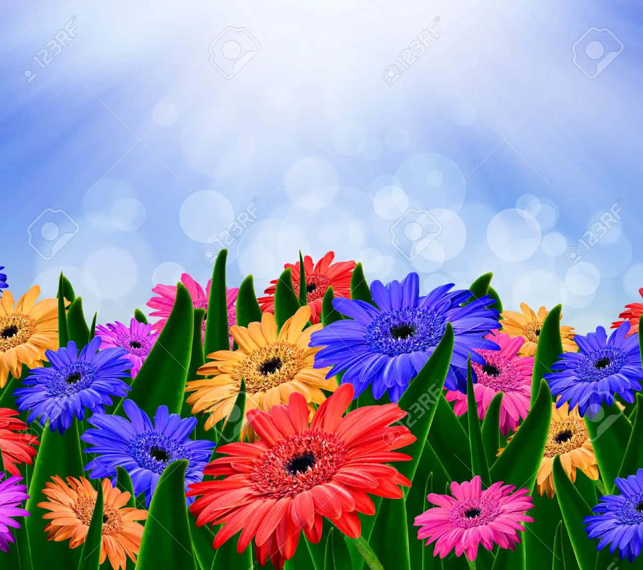 colorful daisies, gerbera daisies, lush green grass, HD Desktop Wallpaper