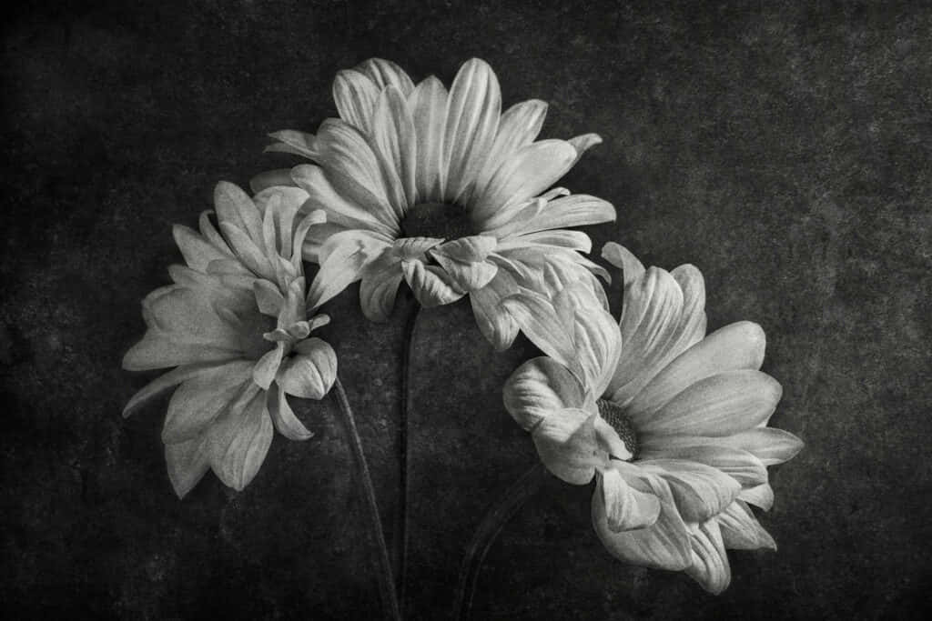daisies, monochrome, textured dark backdrop, SD Desktop Wallpaper