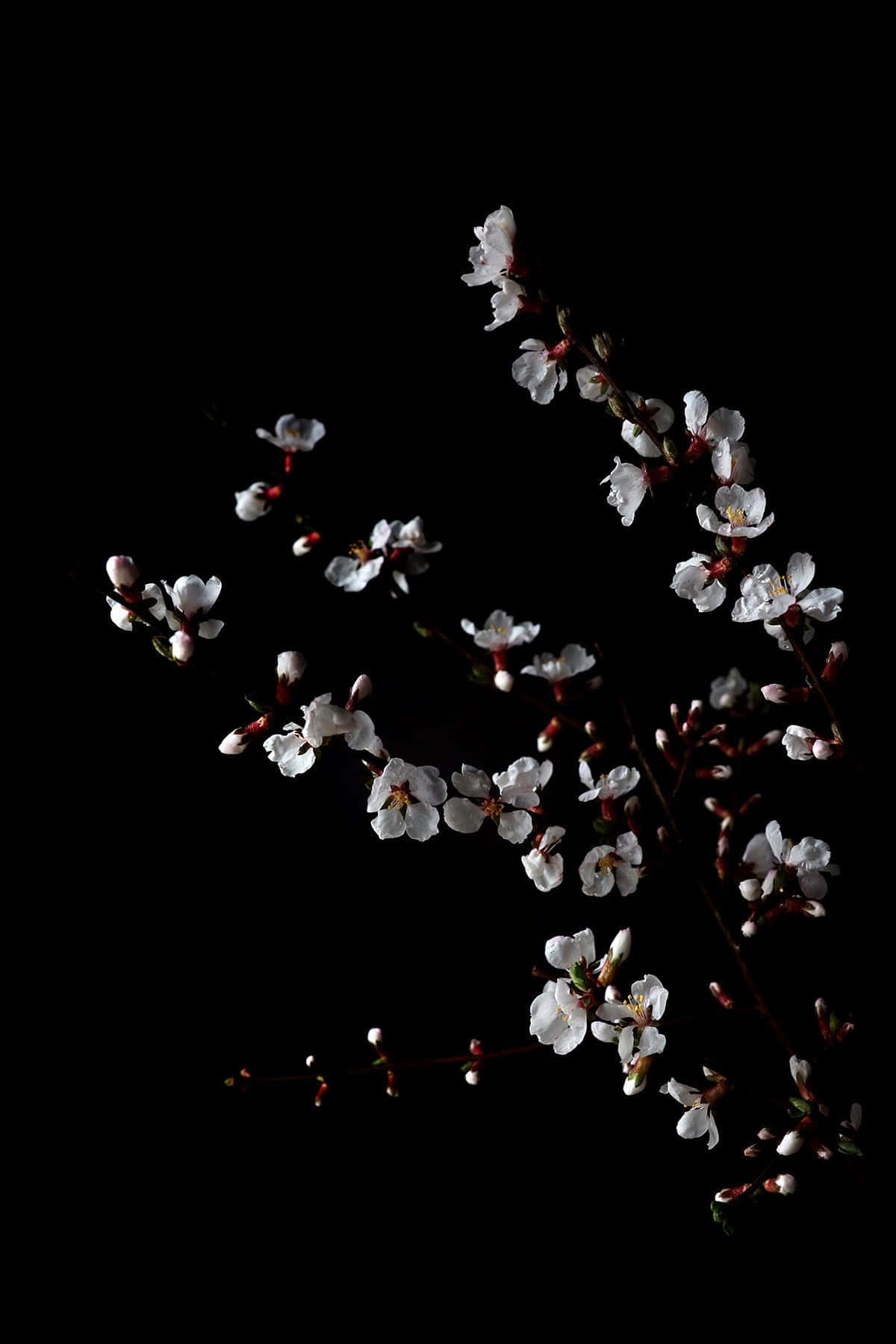 black and white aesthetic flower, white blossoms, pink buds, HD Phone Wallpaper