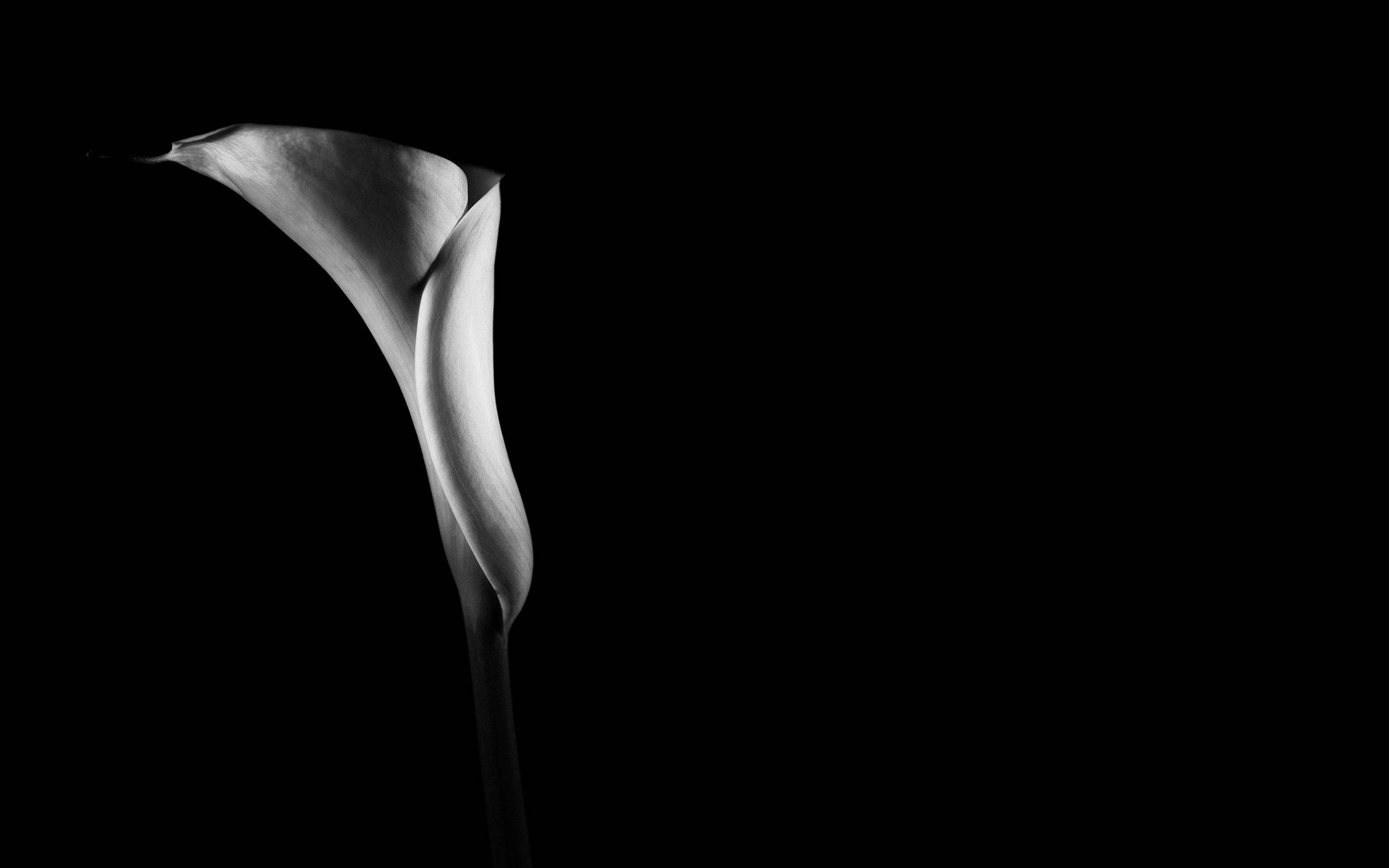 calla lily, monochrome, pure black background, 2K Desktop Wallpaper