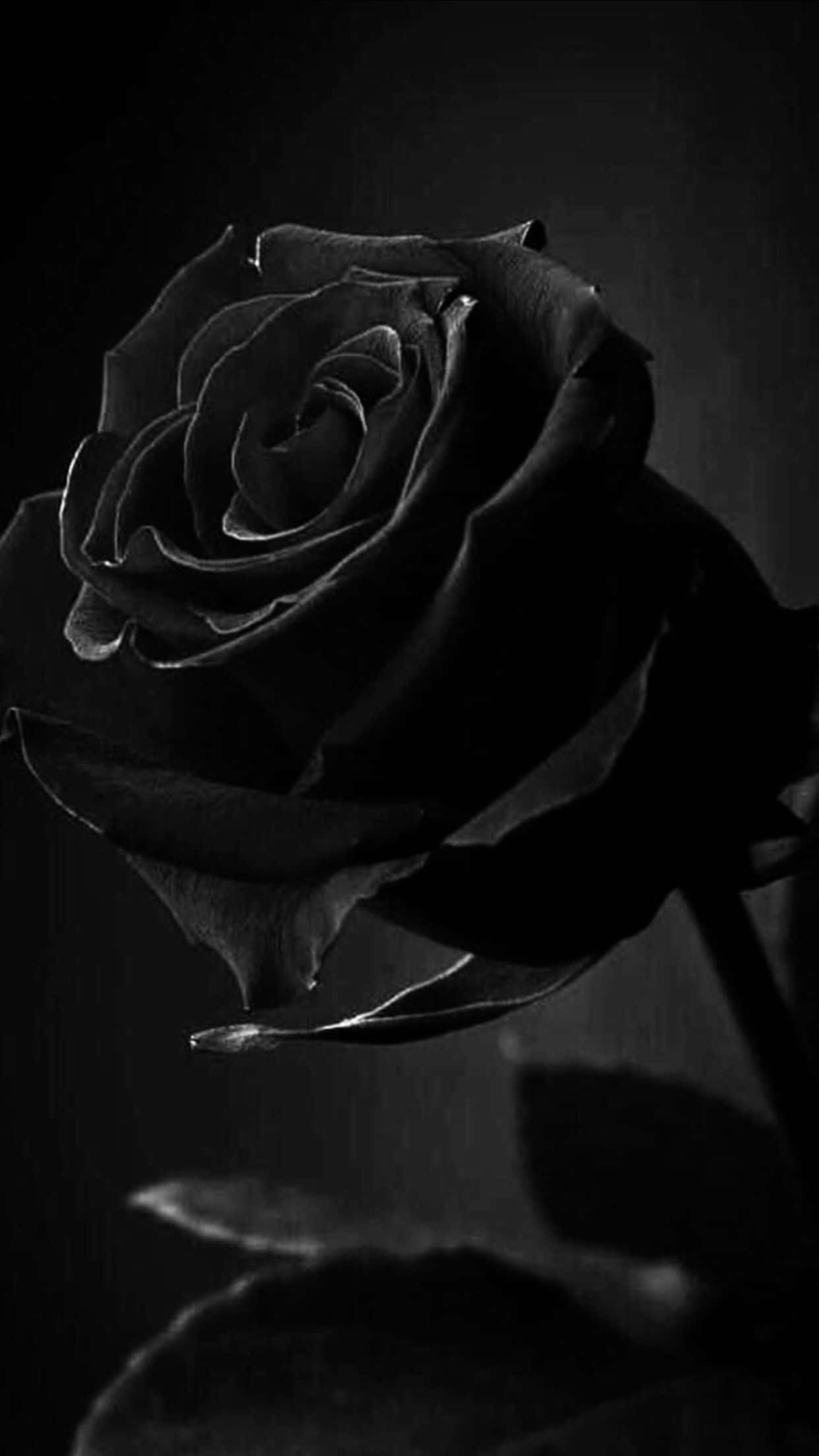 black rose, intricate petals, soft highlights, Full HD Phone Wallpaper