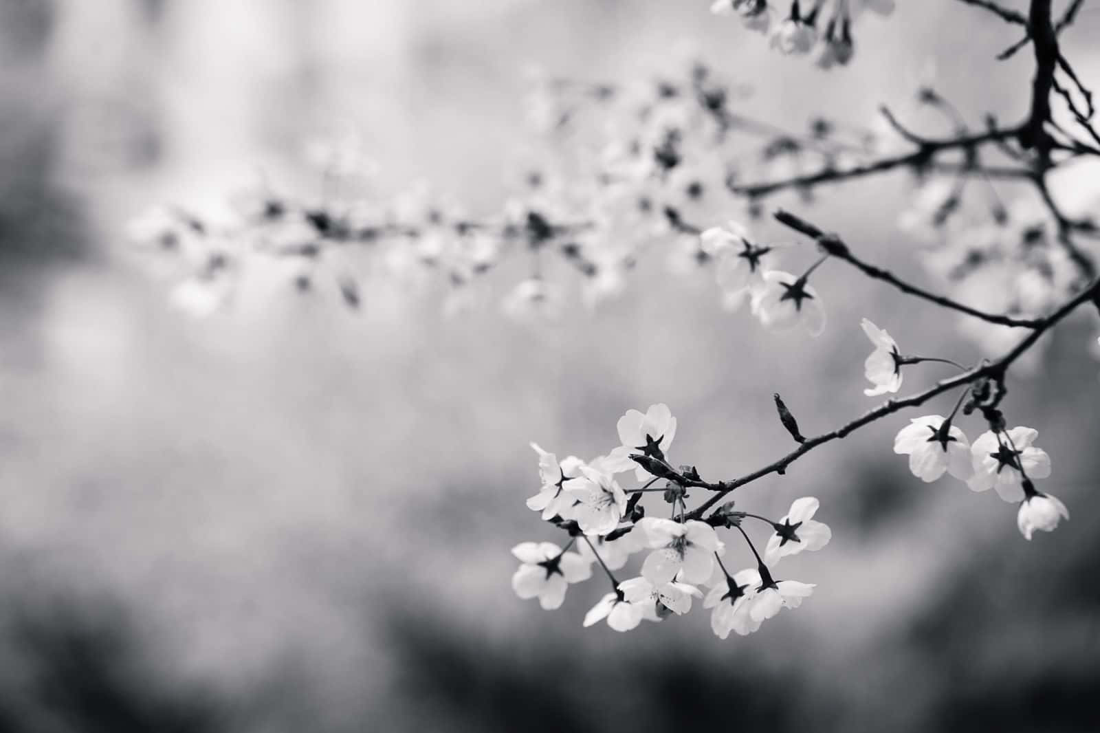 cherry blossoms, branch, monochrome background, HD Desktop Wallpaper