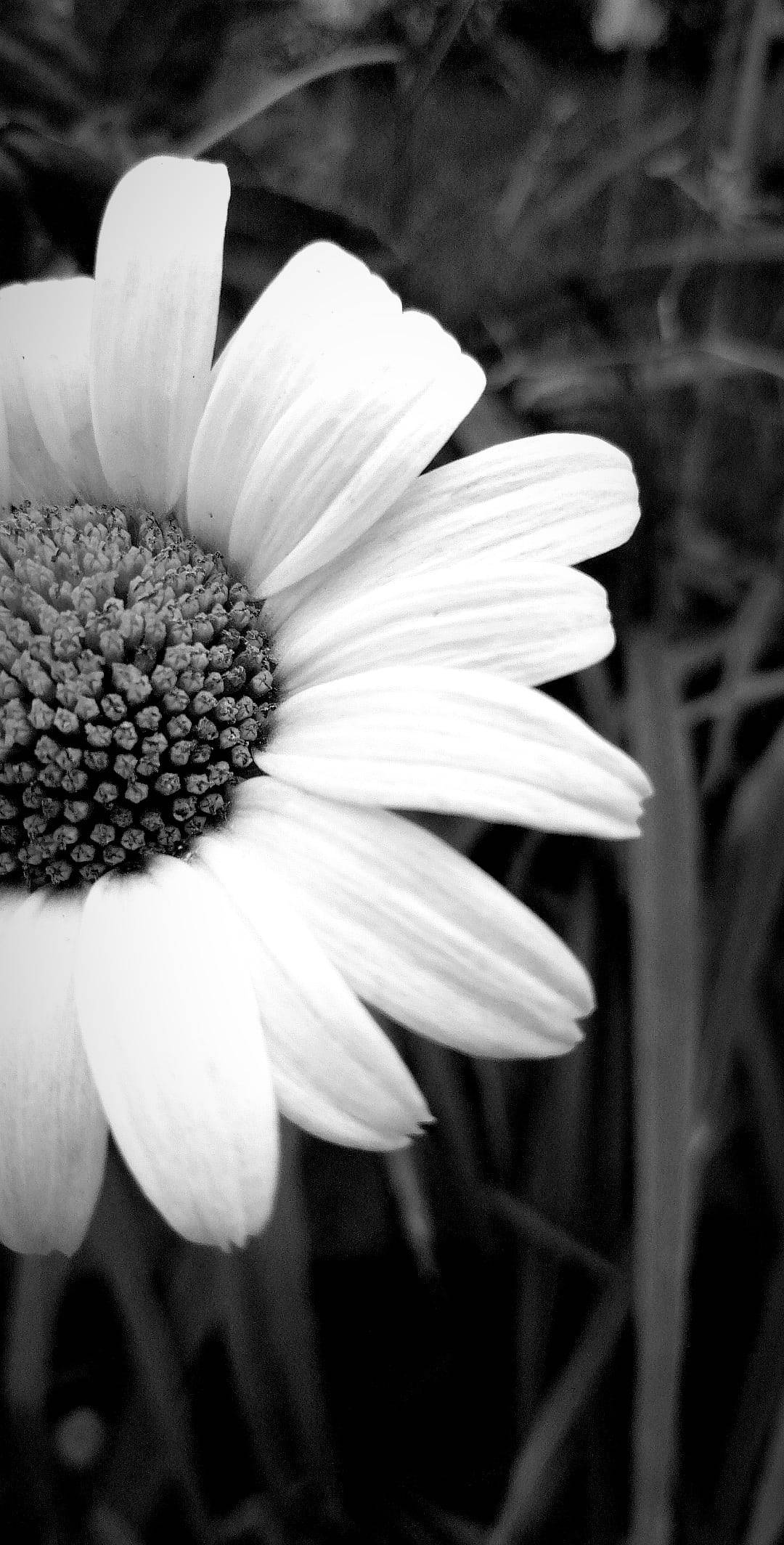 daisy, white petals, textured center, Full HD Phone Wallpaper