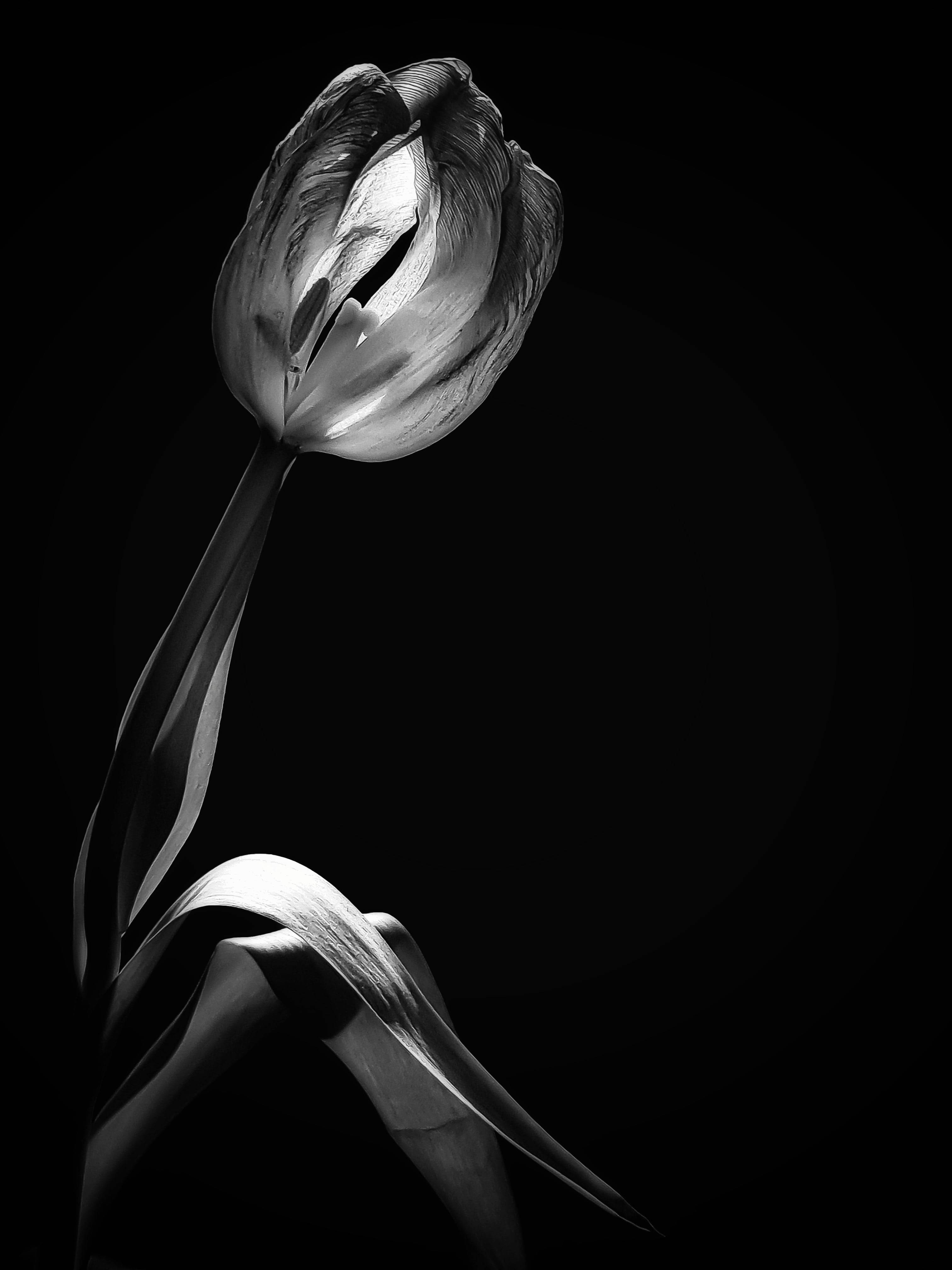 black and white flower closed, tulip bud, monochrome, 4K Phone Wallpaper