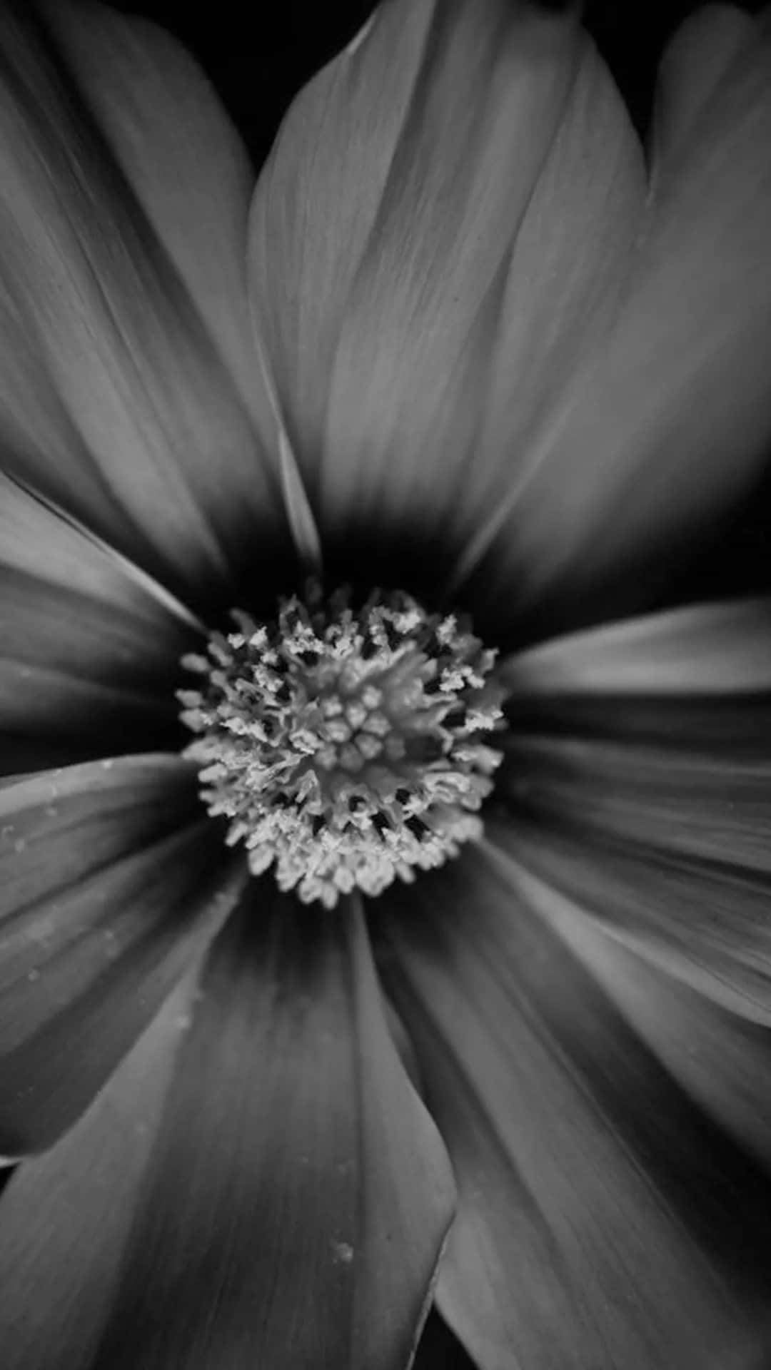 black and white flower, flower, monochrome, Full HD Phone Wallpaper