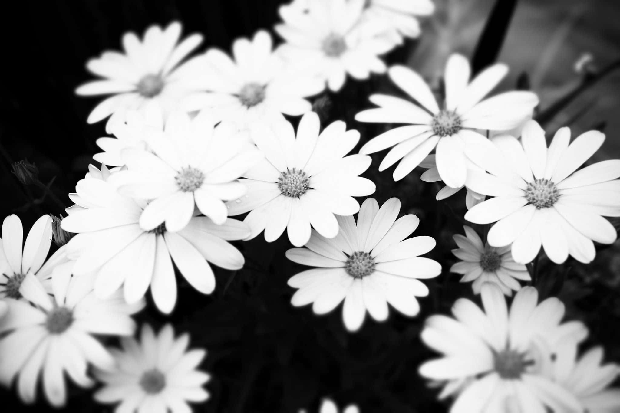 black and white aesthetic, delicate daisies, soft petals, Full HD Desktop Wallpaper
