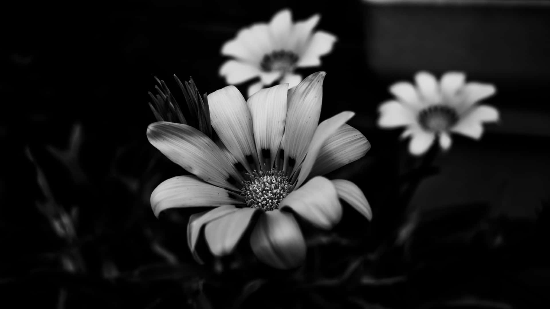 daisy, monochrome, delicate petals, Full HD Desktop Wallpaper