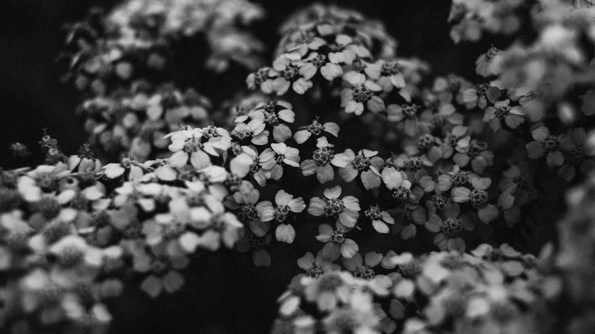 delicate clustered flowers, monochrome, soft focus, Full HD Desktop Wallpaper