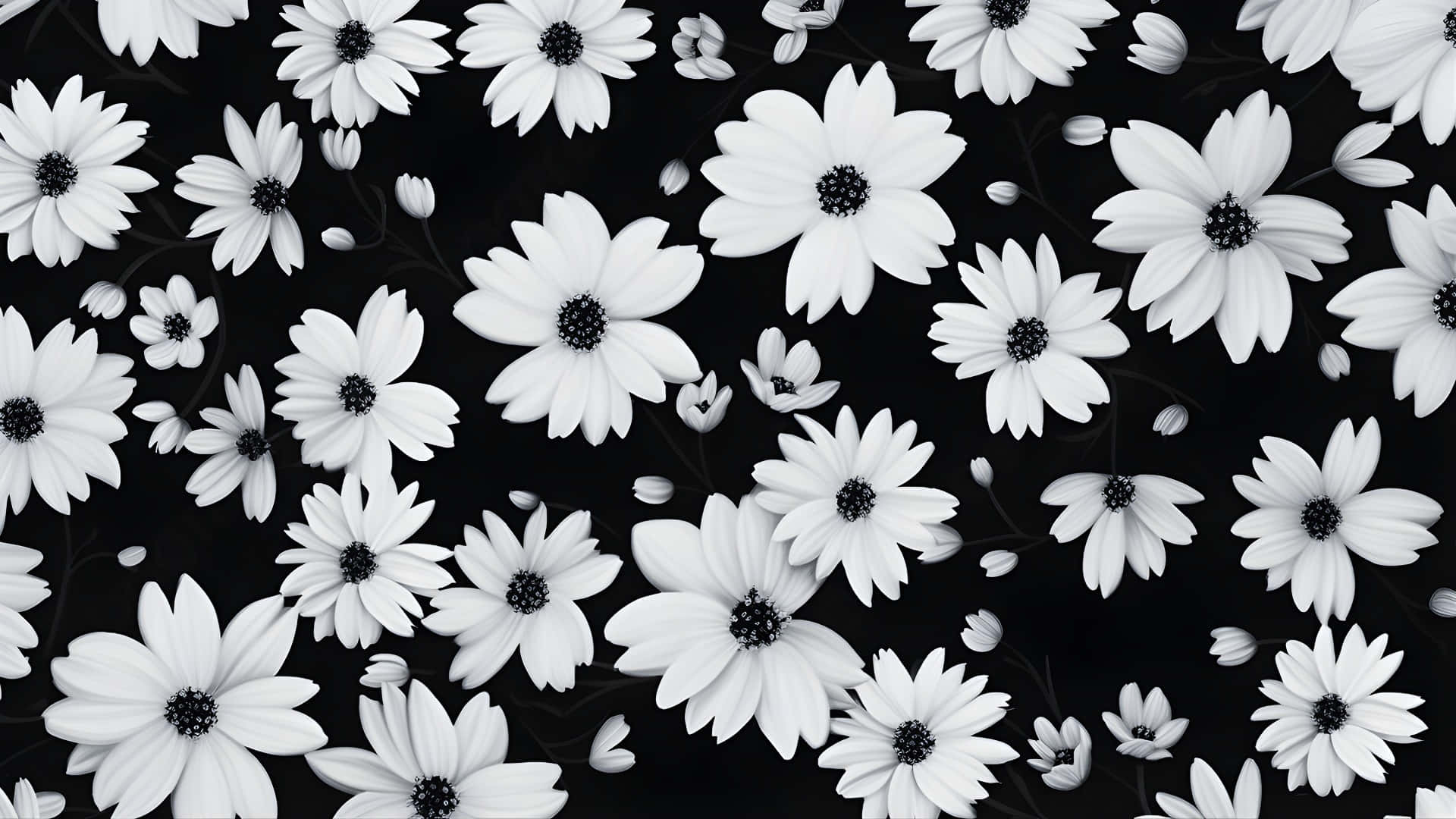 black and white floral pattern, white daisies, dark centers, Full HD Desktop Wallpaper