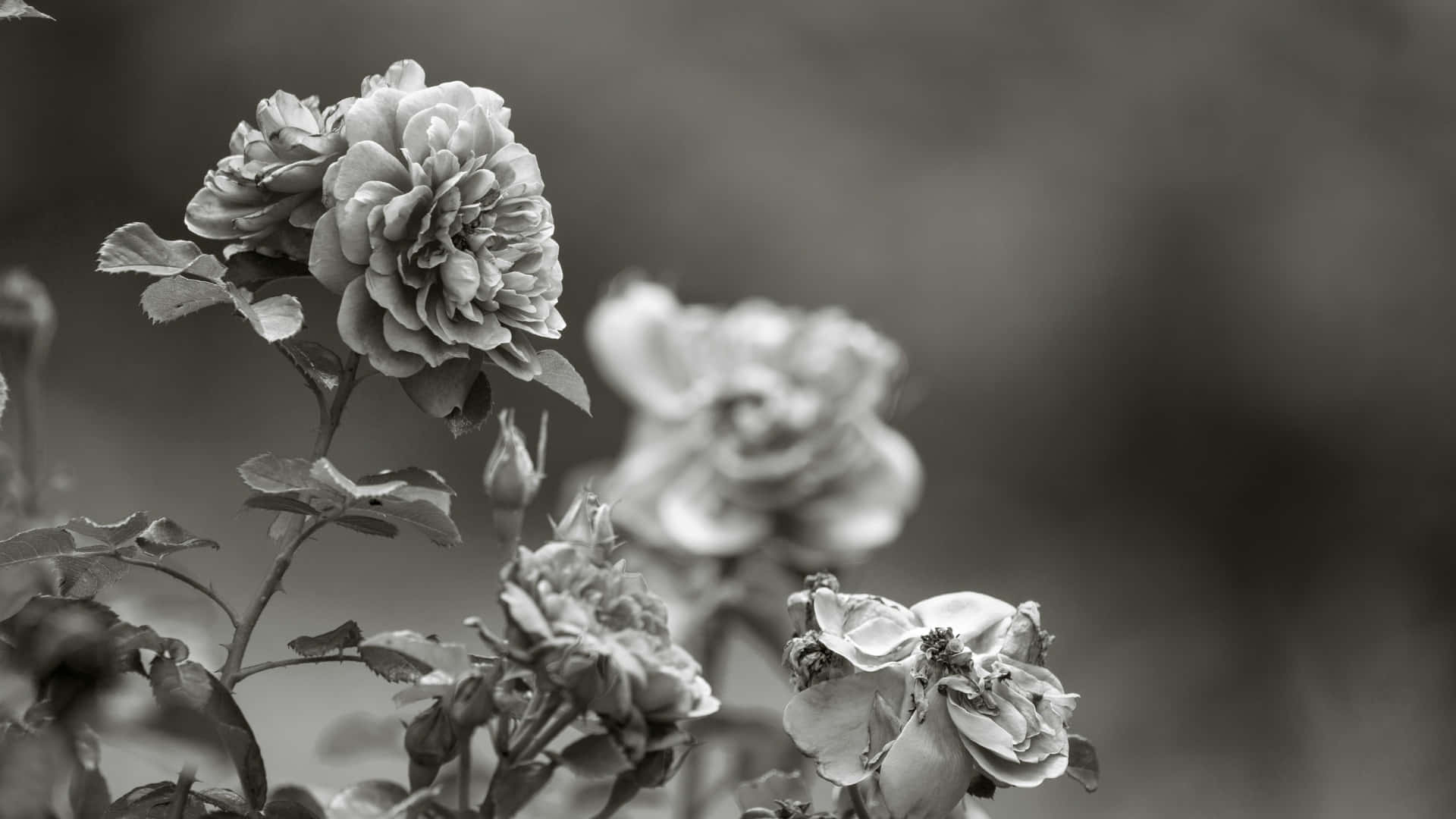 black and white, roses, close-up, Full HD Desktop Wallpaper