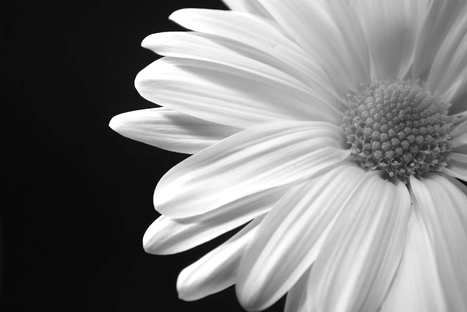 daisy, black background, monochrome, HD Desktop Wallpaper