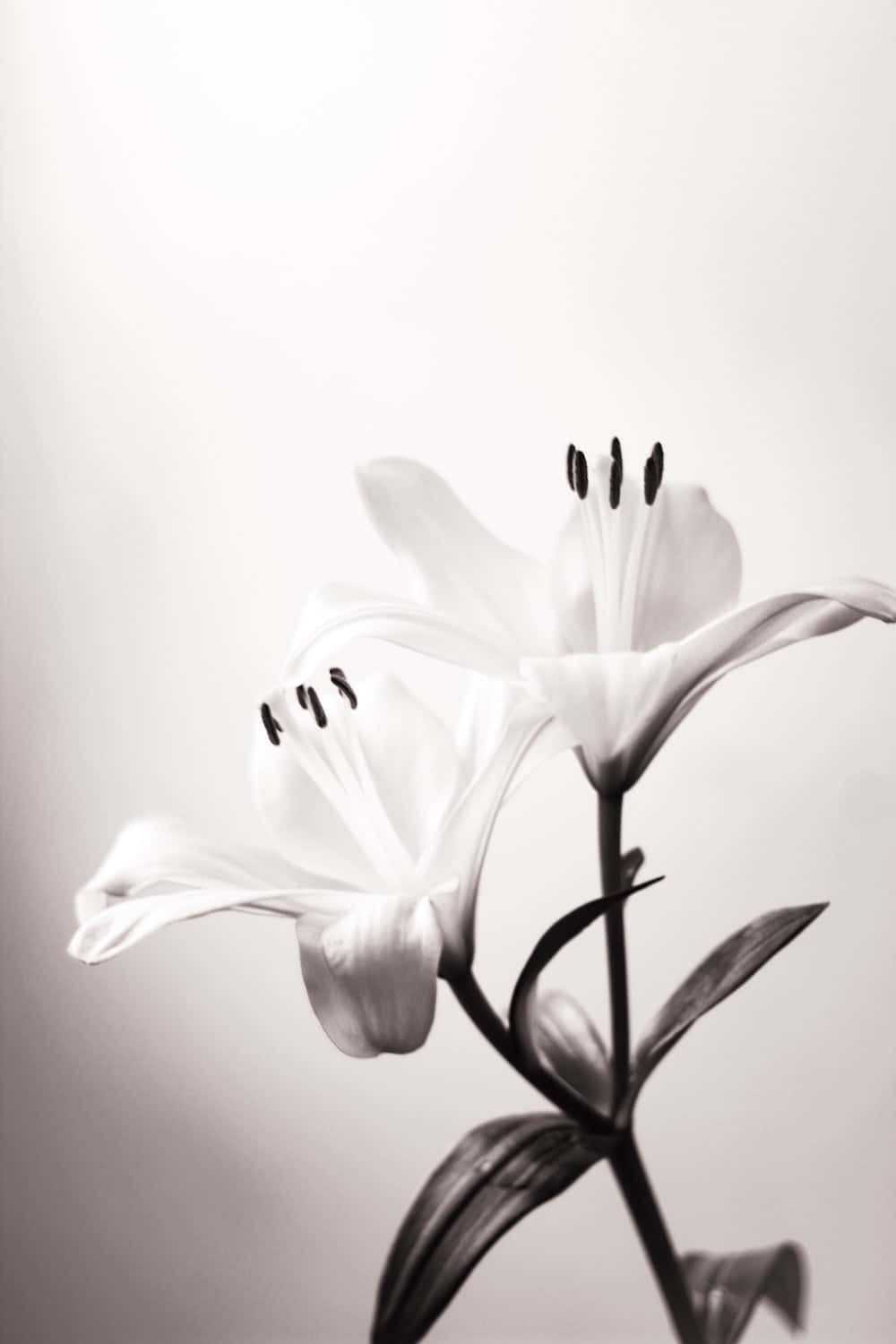 elegant monochrome lily, white lilies, gradient gray background, HD Phone Wallpaper